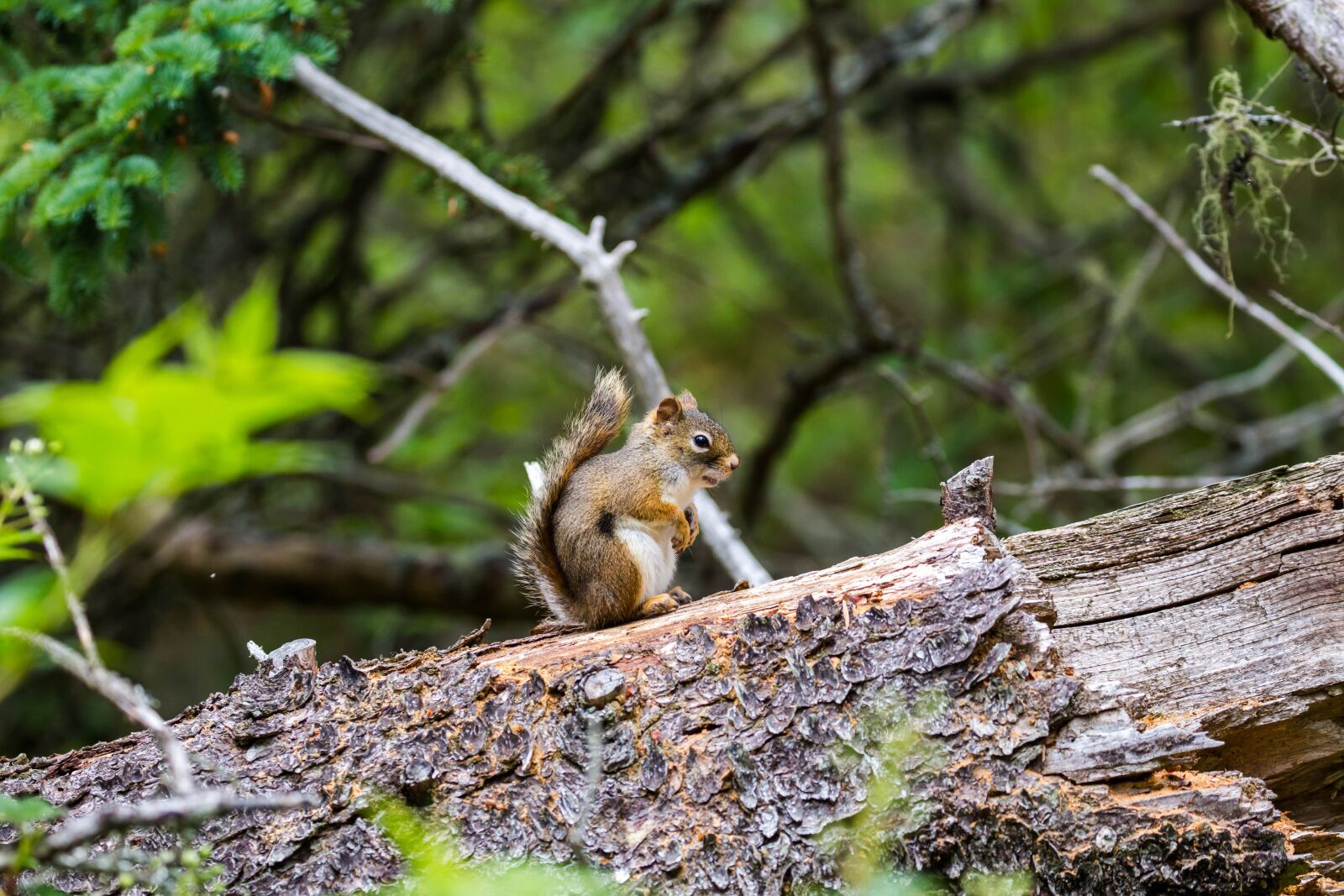 Canon EOS 5D Mark III sample photo. Squirrel, mount, troco photography
