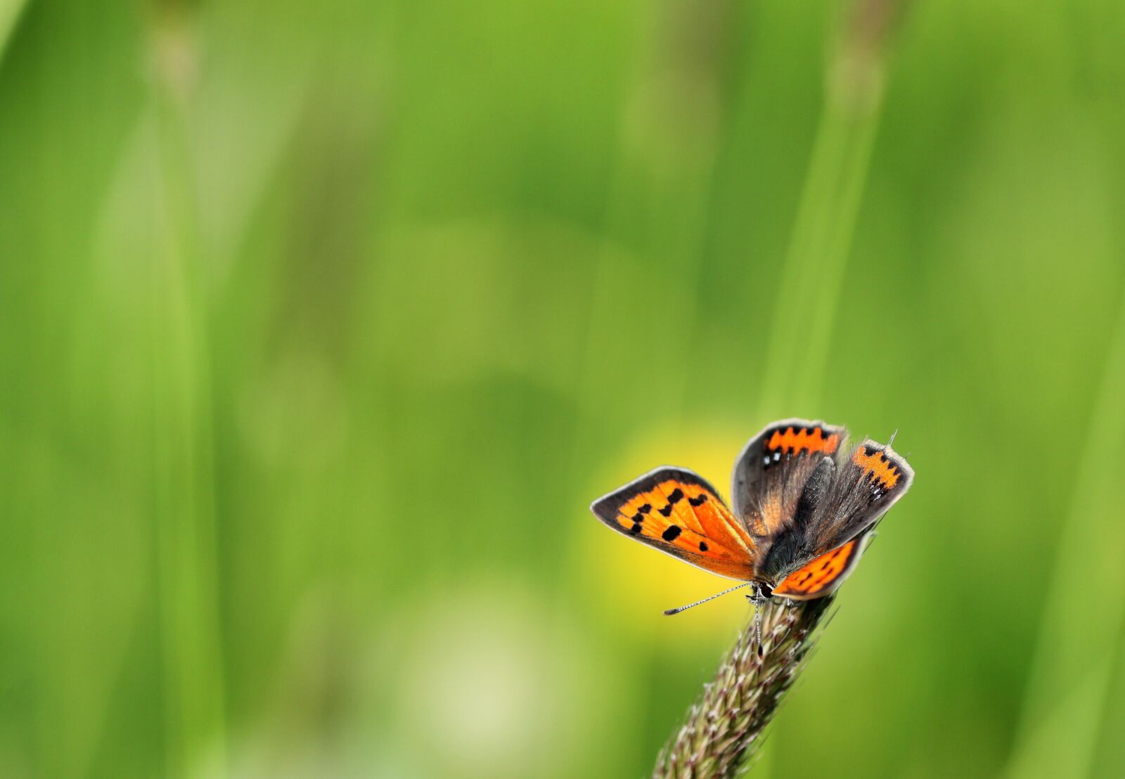 Tamron SP 90mm F2.8 Di VC USD 1:1 Macro sample photo. Small fire falter, butterfly photography