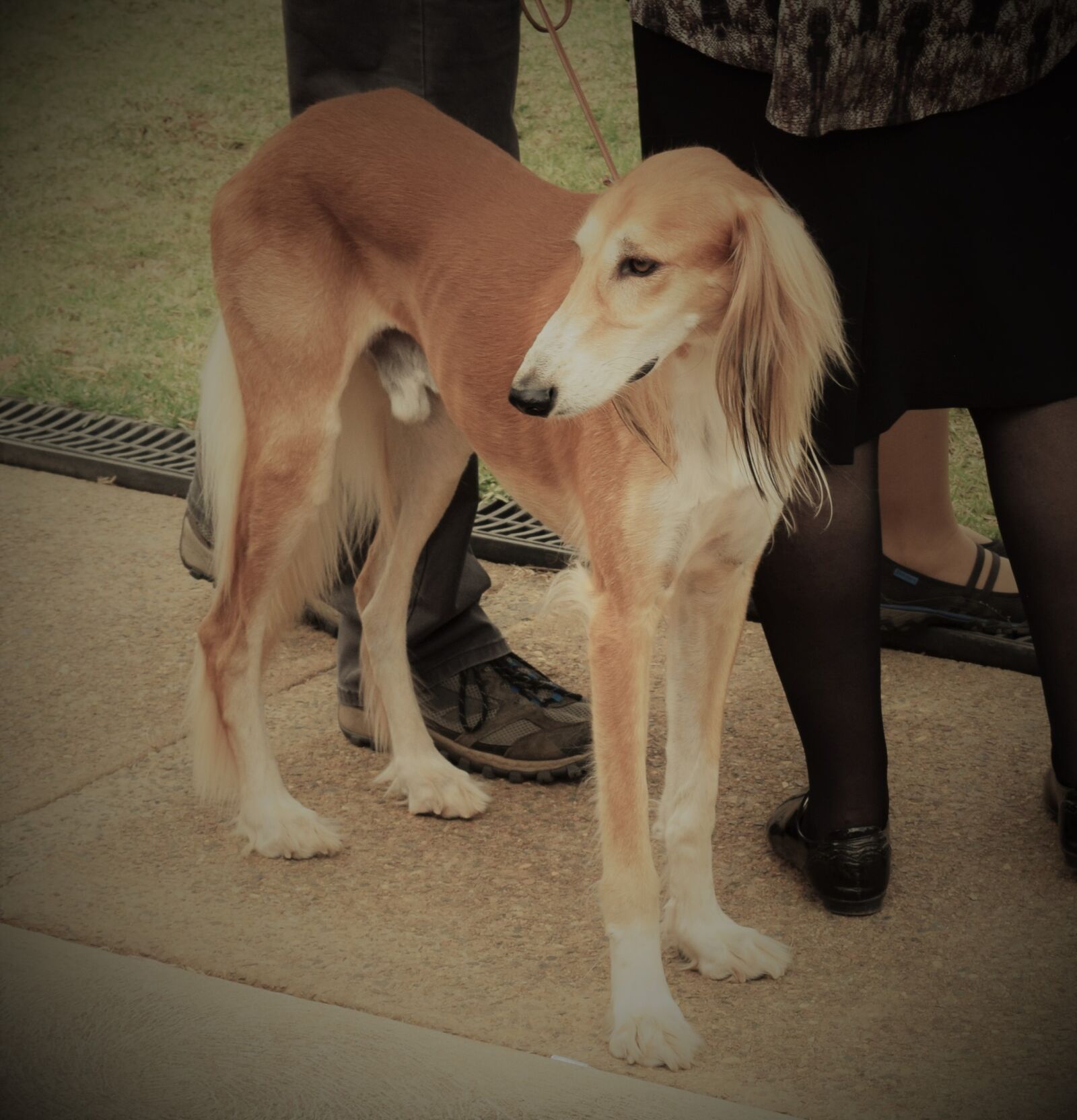 Nikon D3300 sample photo. Dog, saluki, dog photography