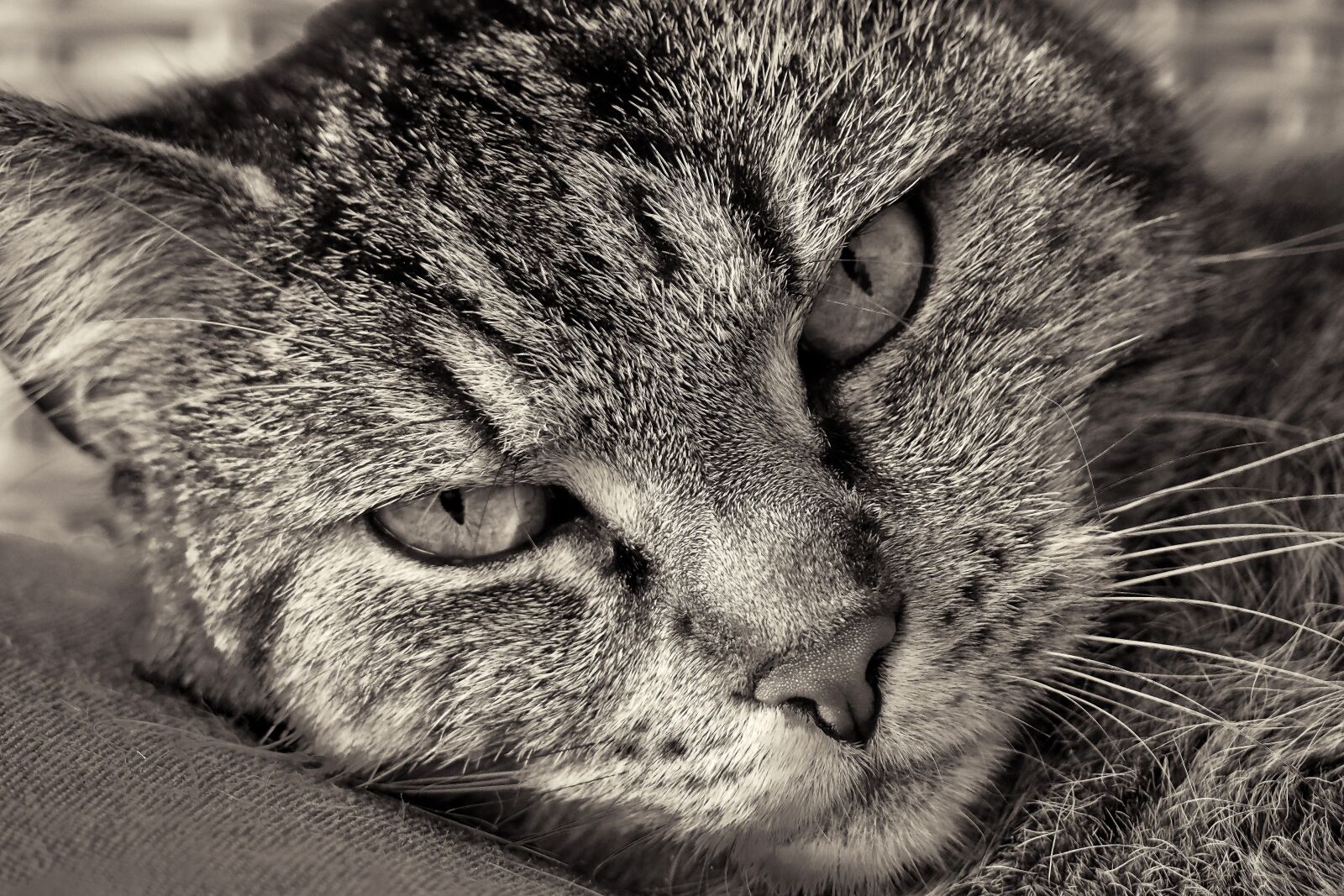 Olympus OM-D E-M10 sample photo. Cat, animal, pet photography