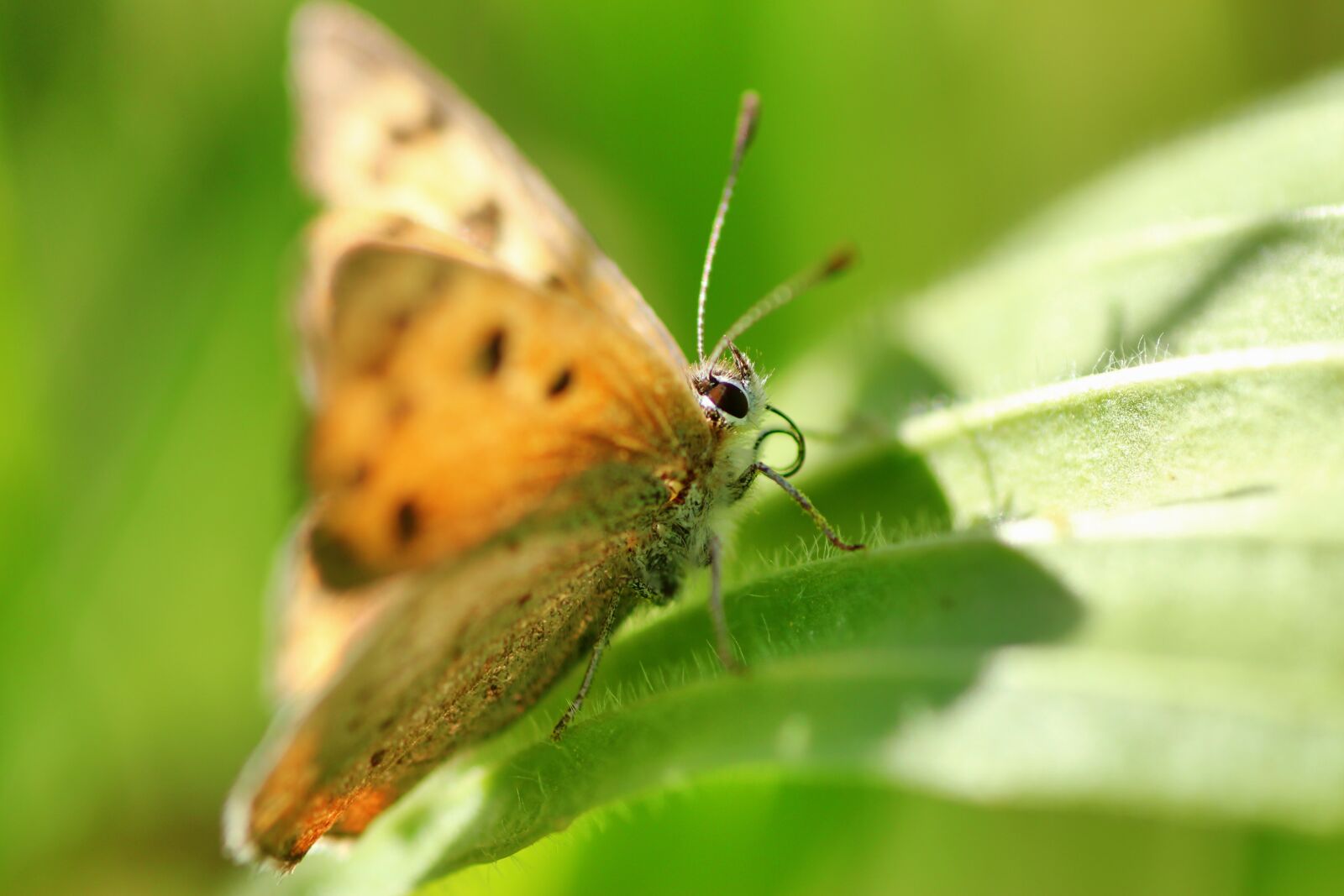 Tamron SP 90mm F2.8 Di VC USD 1:1 Macro sample photo. Small fire falter, butterfly photography