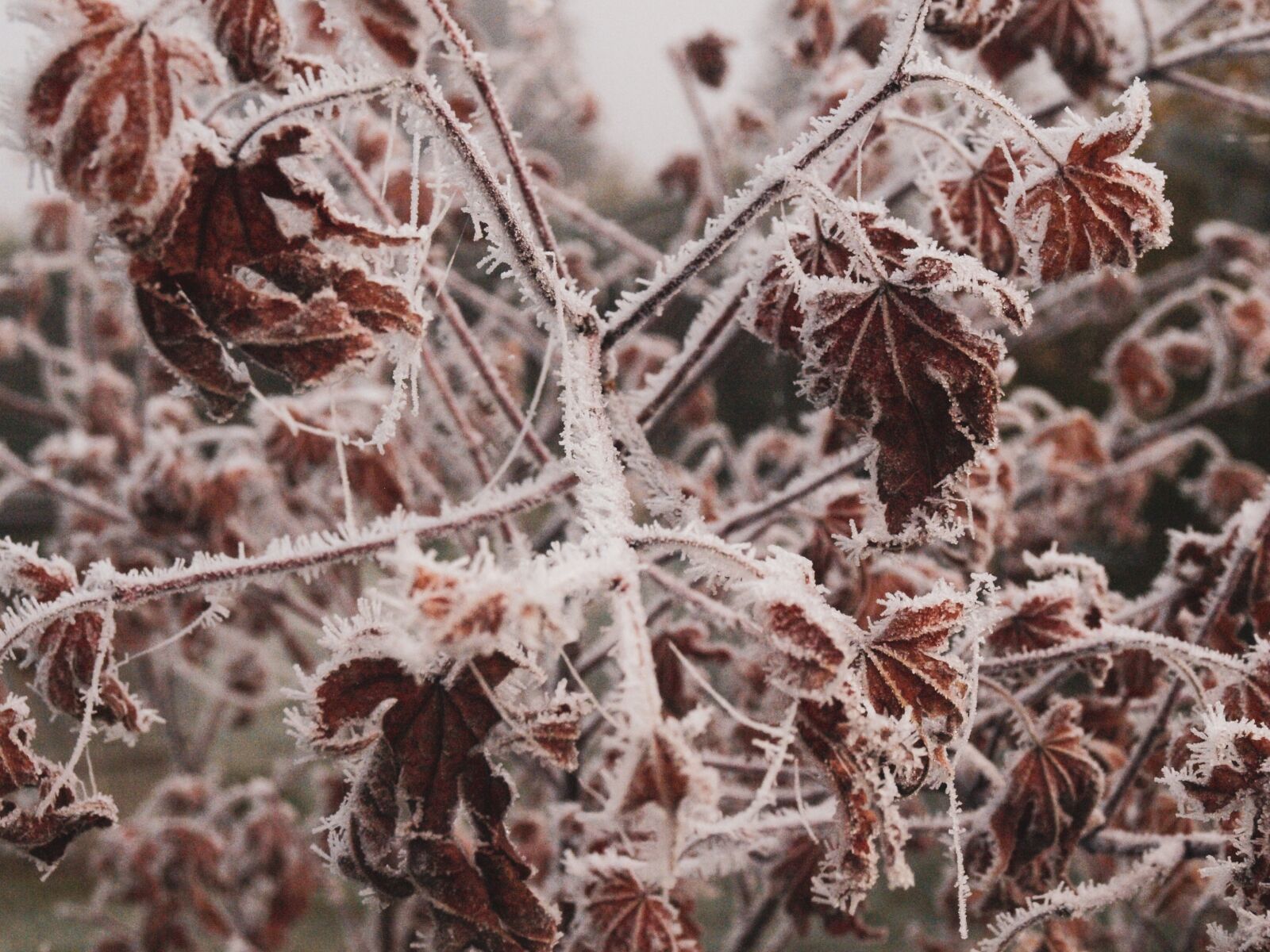 Olympus E-450 (EVOLT E-450) + OLYMPUS 14-42mm Lens sample photo. Hoarfrost, frosted, leaf photography