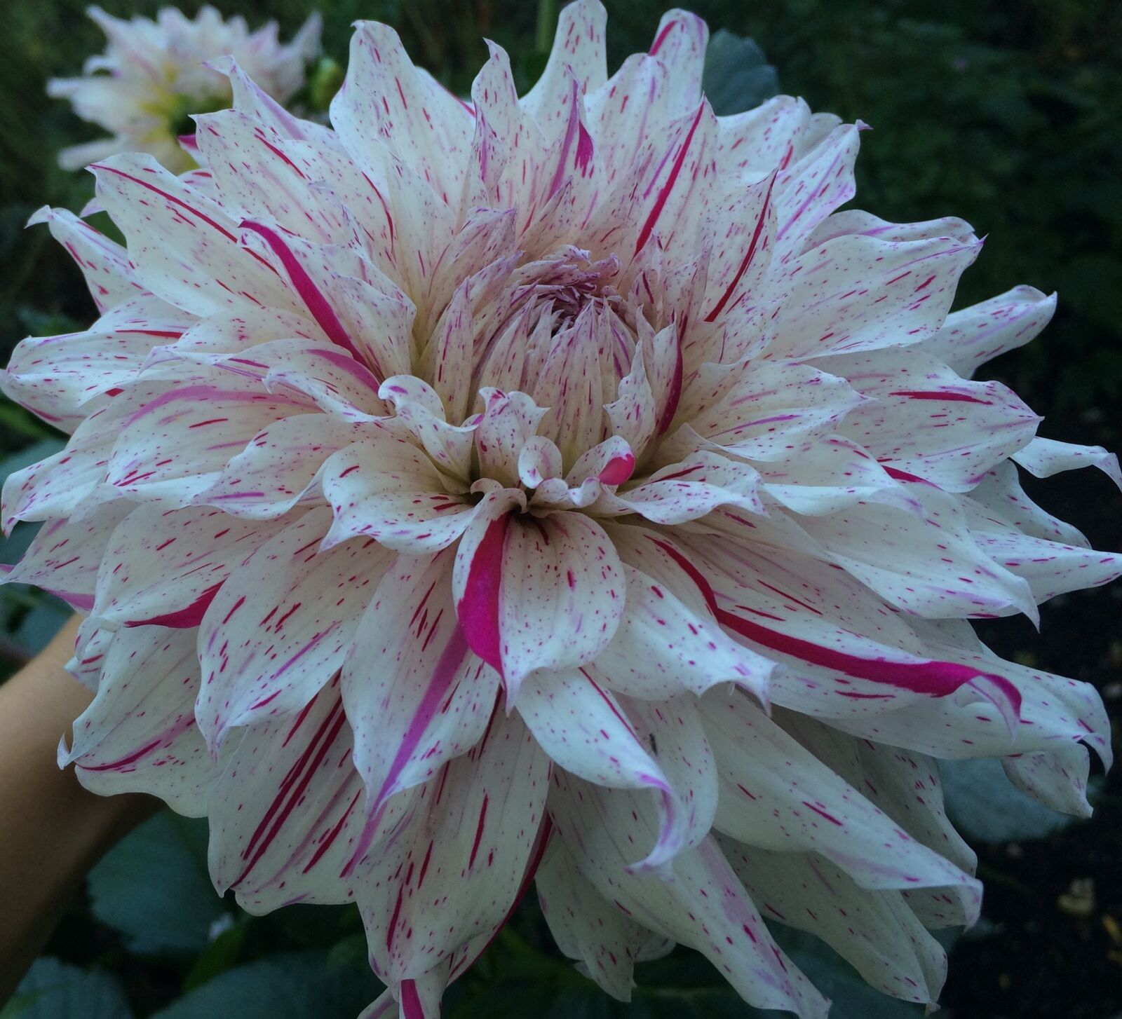 iPhone 5s back camera 4.15mm f/2.2 sample photo. Flower, white, pink photography