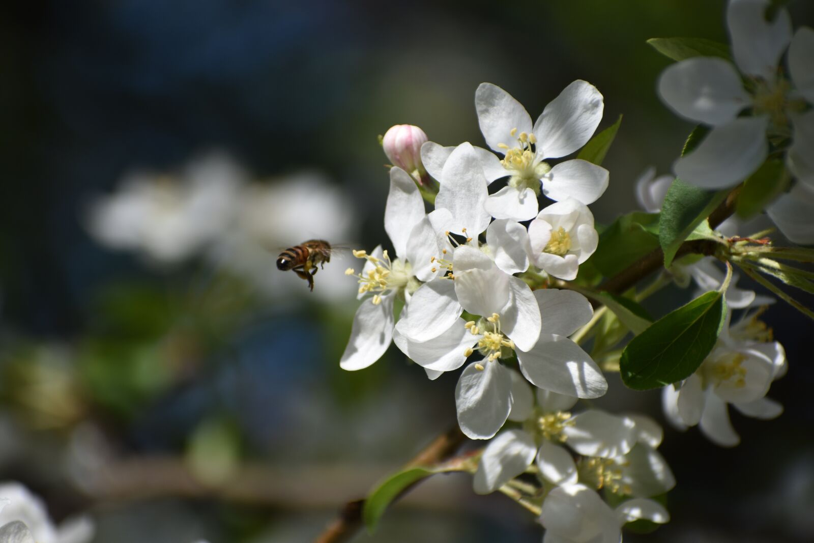 Nikon D3400 sample photo. Apple tree, color, bee photography