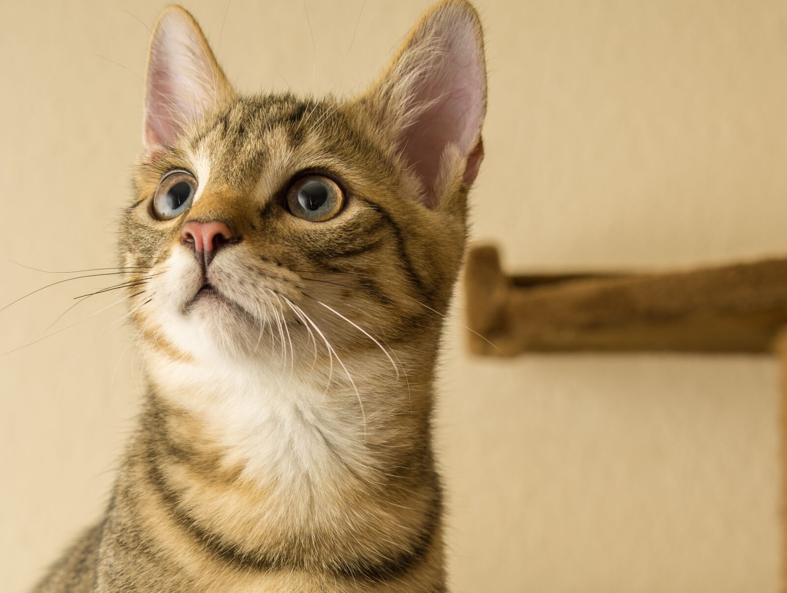 30mm F1.4 DC DN | Contemporary 016 sample photo. Cat, small, mackerel photography
