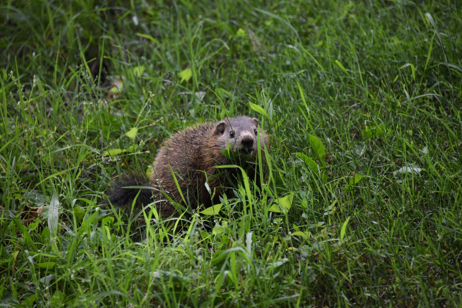 Nikon D850 sample photo. Kit, groundhog, rodent photography