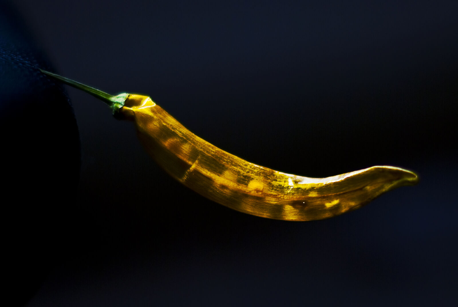 Nikon D60 sample photo. Chilli, dry, transparent, yellow photography