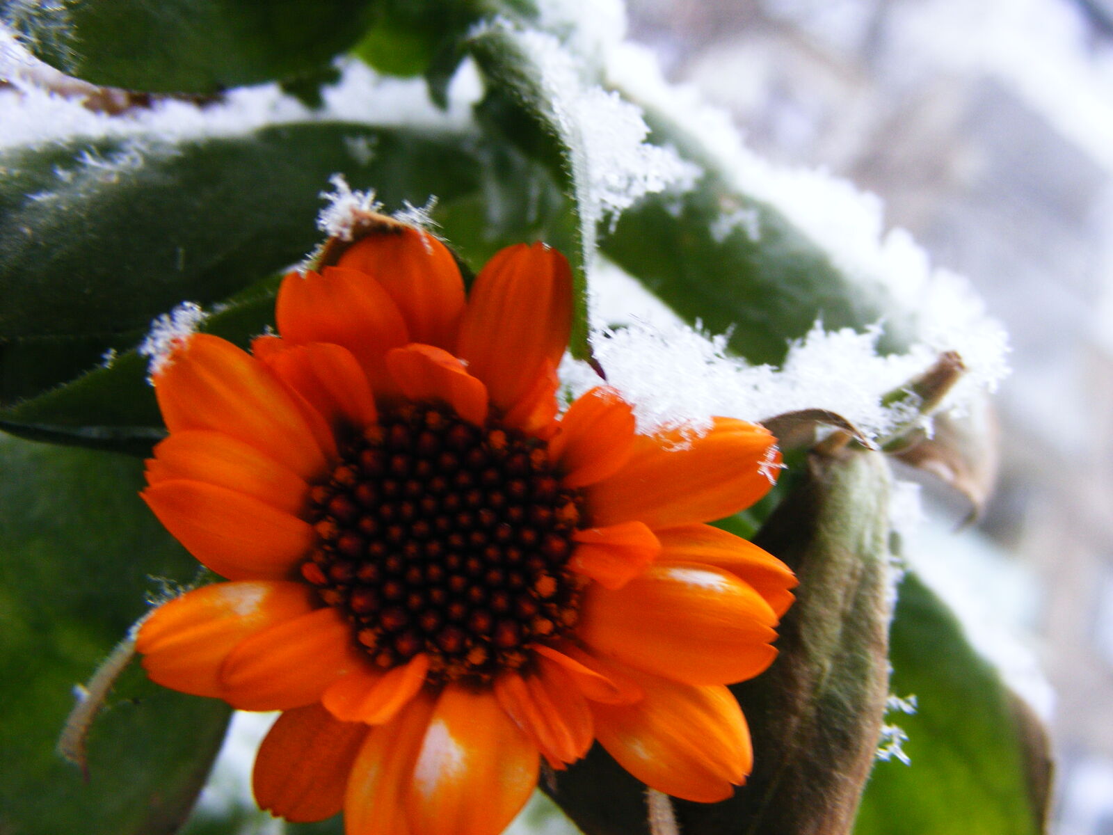 Fujifilm FinePix S5700 S700 sample photo