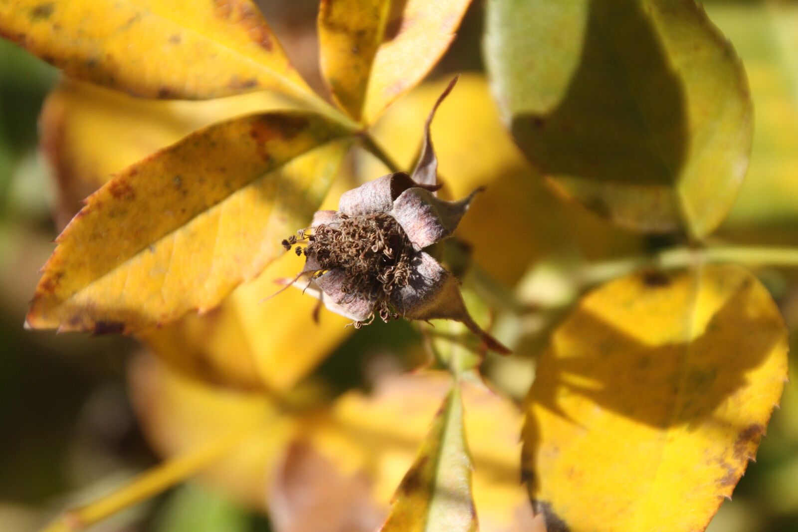 Canon EOS 50D sample photo. Rose, winter, nature photography
