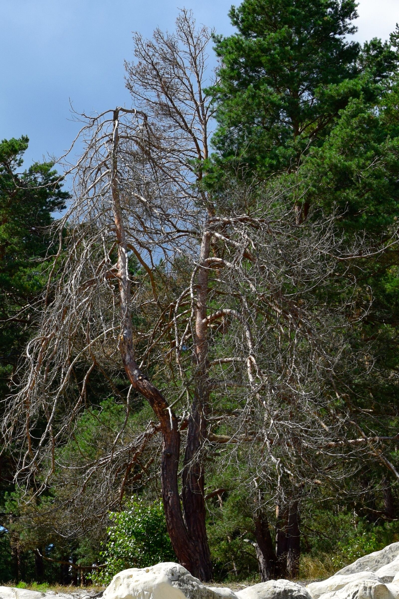 Nikon D5300 sample photo. Tree, dry, sand stone photography