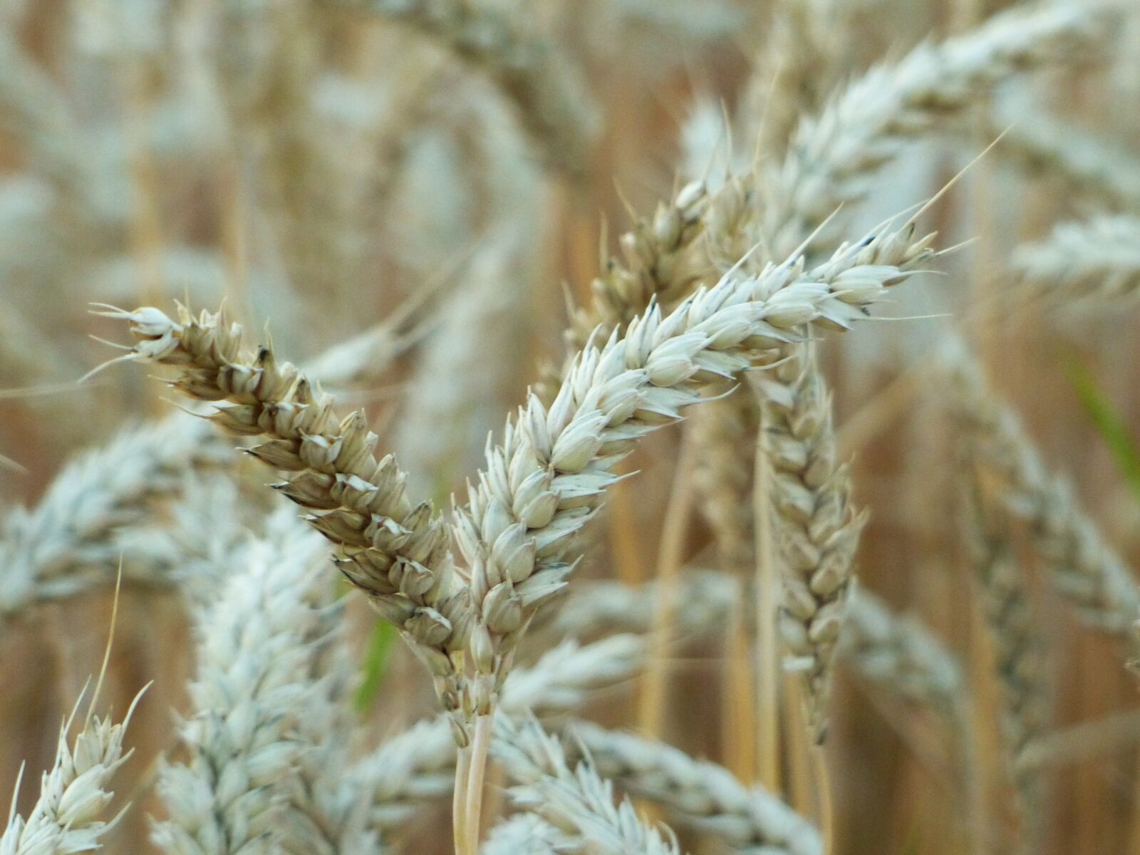 Panasonic Lumix DMC-FZ200 sample photo. Cereals, spike, agriculture photography