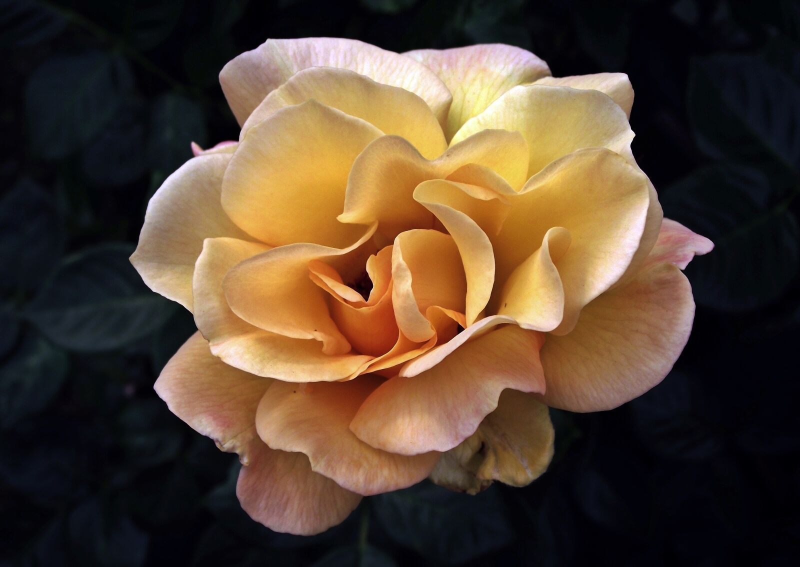 FujiFilm FinePix S1600 (FinePix S1770) sample photo. Flower, rose, petal photography