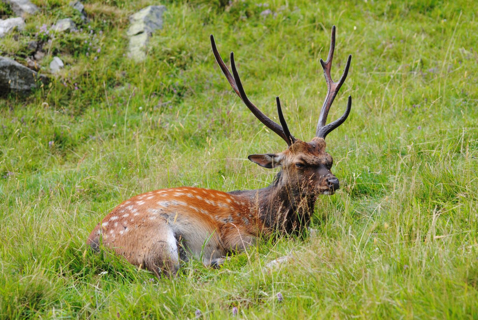 Nikon D3000 sample photo. Suede, nature, wild animal photography