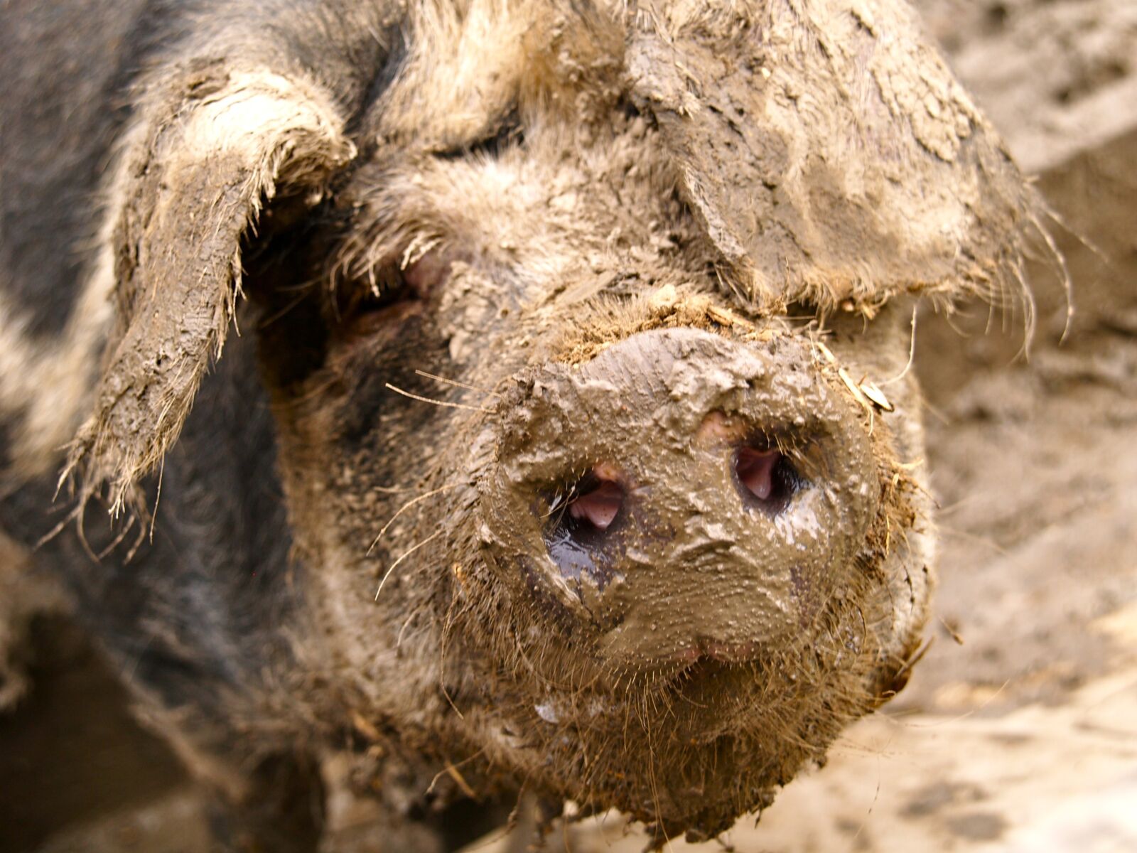 Olympus E-500 (EVOLT E-500) sample photo. Pig, mud, quagmire photography