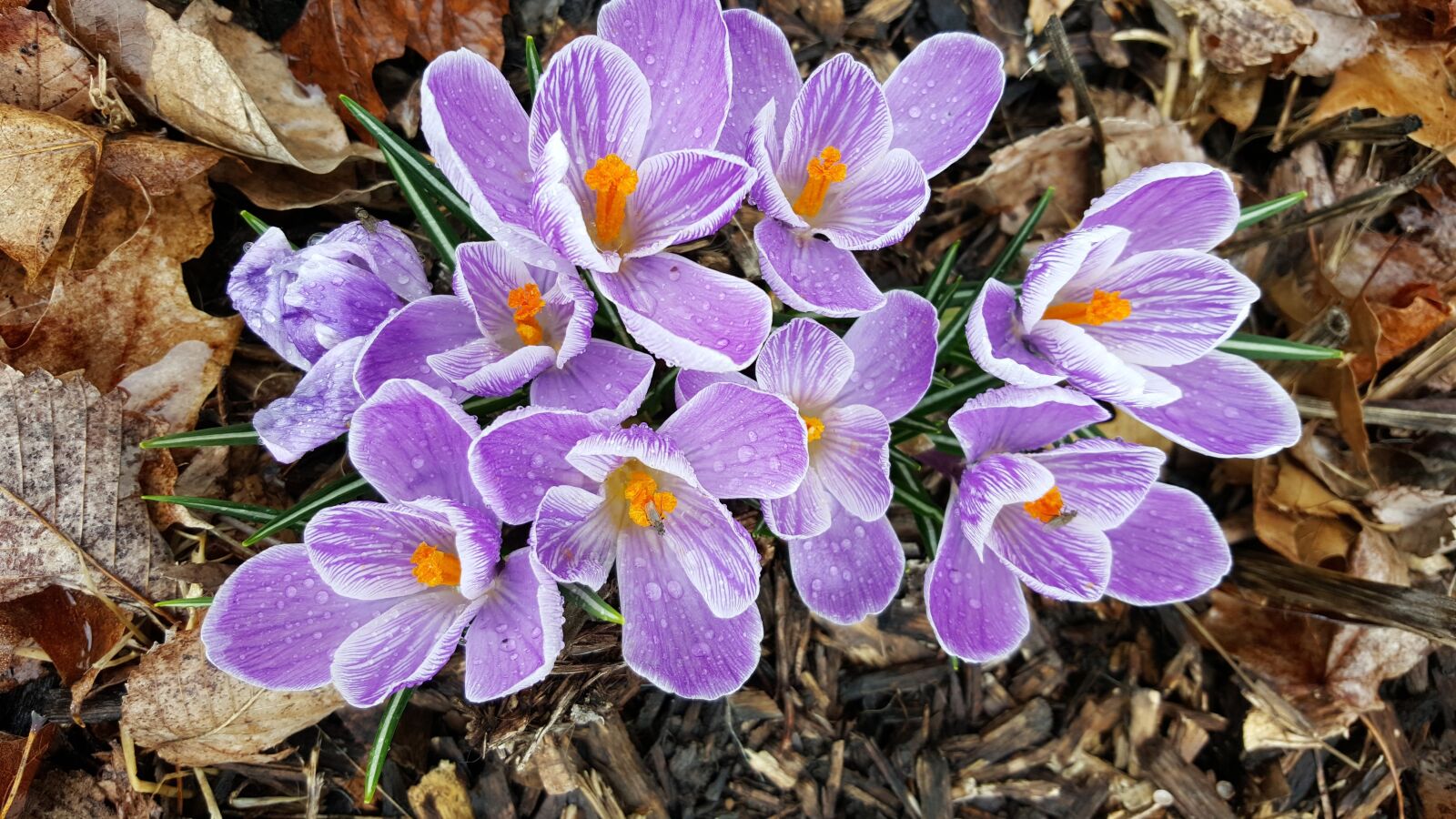 Samsung Galaxy S6 sample photo. Crocuses, flowers, spring photography