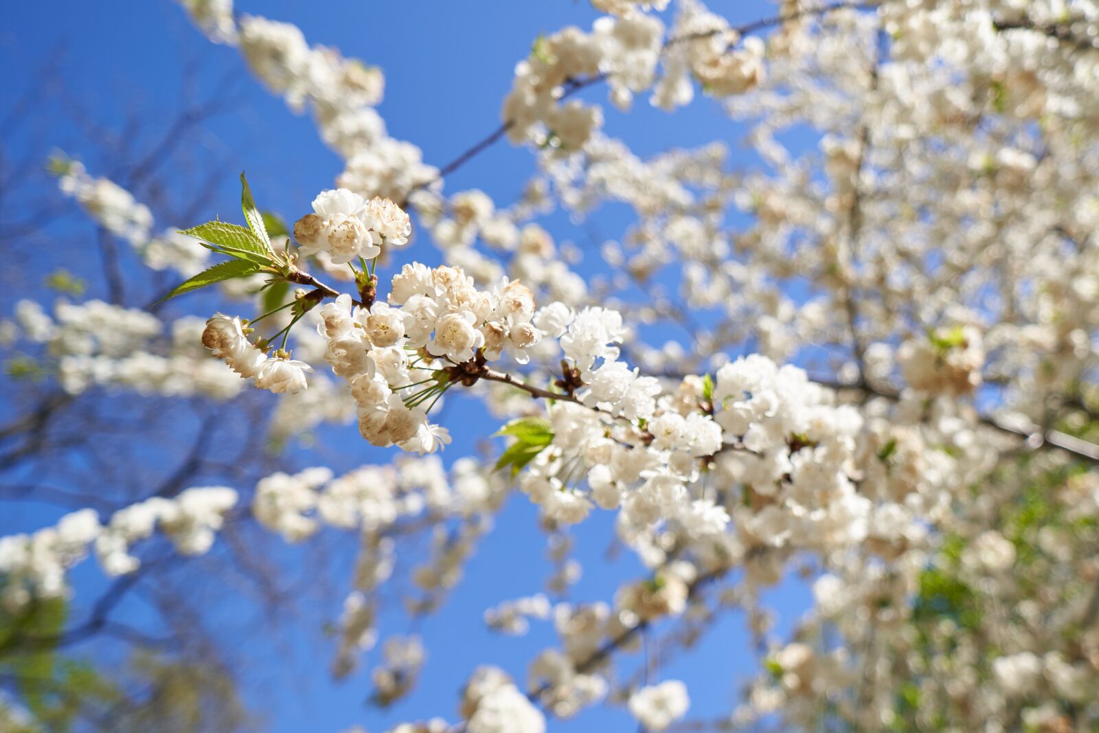 ZEISS Batis 18mm F2.8 sample photo. Blossom, white, blue photography
