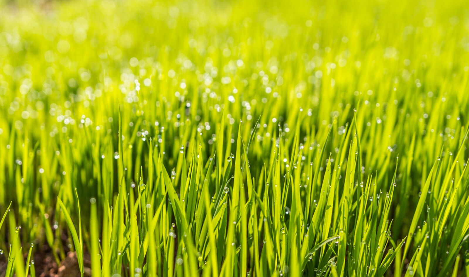 Canon EOS 60D sample photo. Dew, field, grass photography