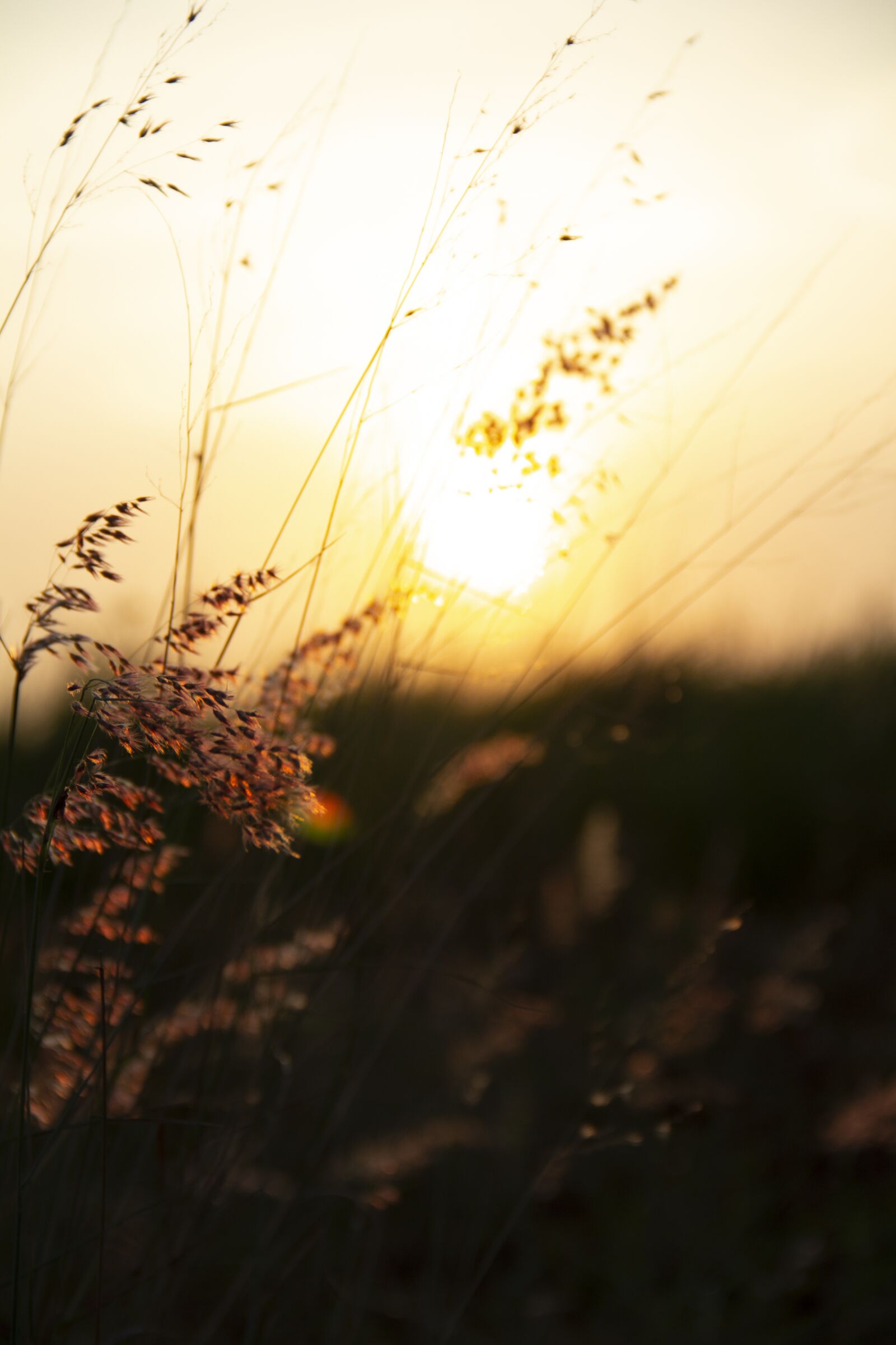 Canon EOS 60D sample photo. Sunset, feeling, the sun photography