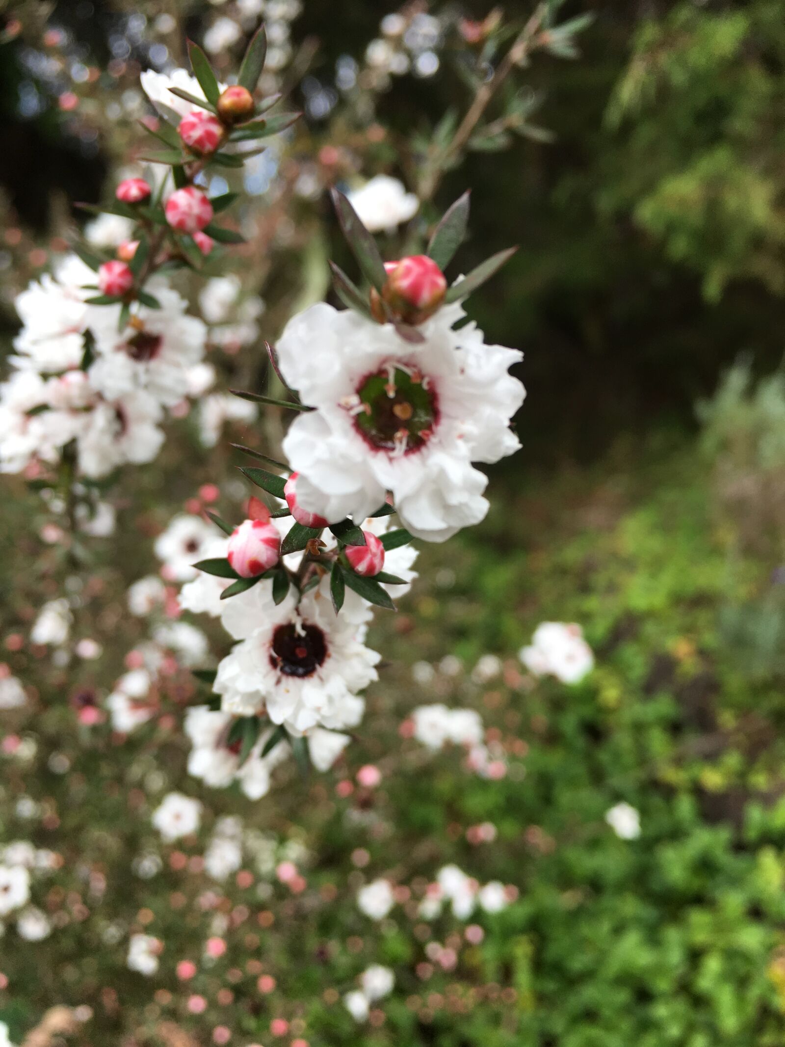 iPhone SE back camera 4.15mm f/2.2 sample photo. Flowers, white, flowers photography