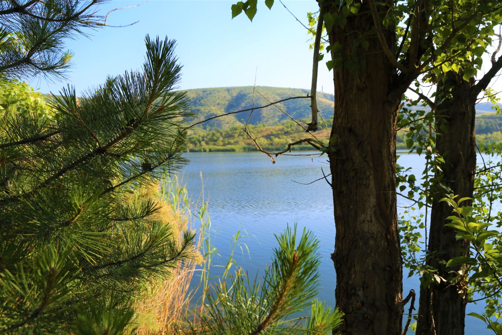 Canon EF 24-105mm F4L IS USM sample photo. Lake, tree, water photography