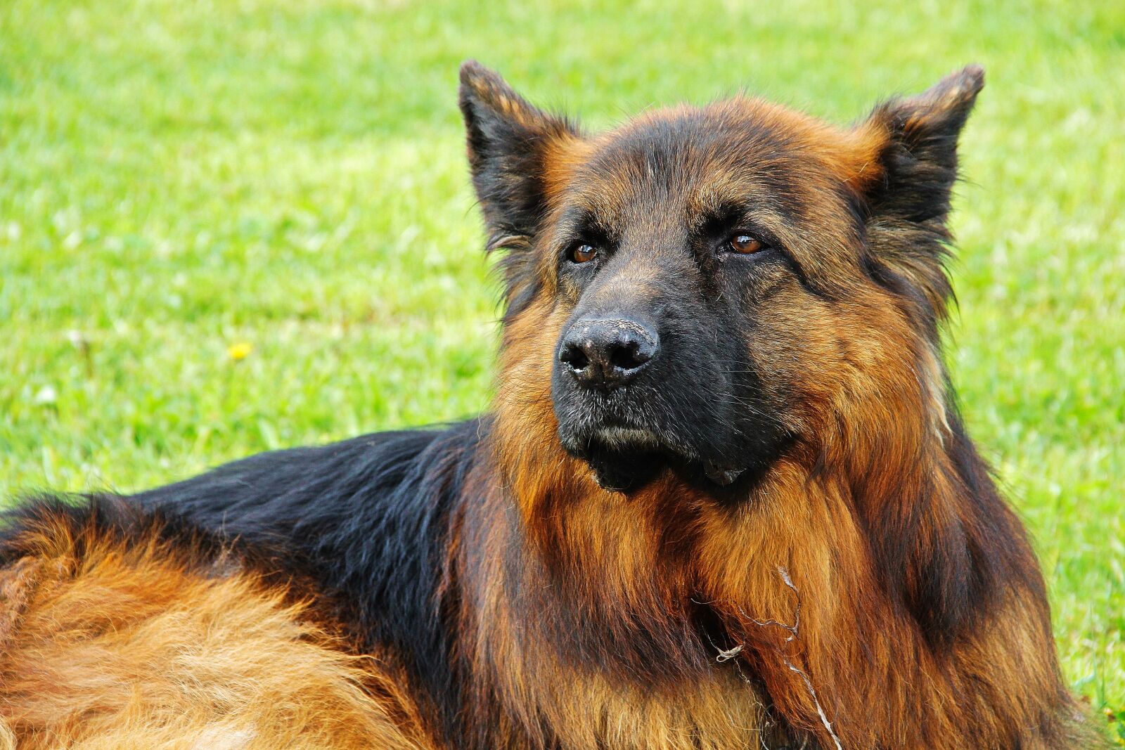 Canon EOS 60D sample photo. Dog, sch fer dog photography
