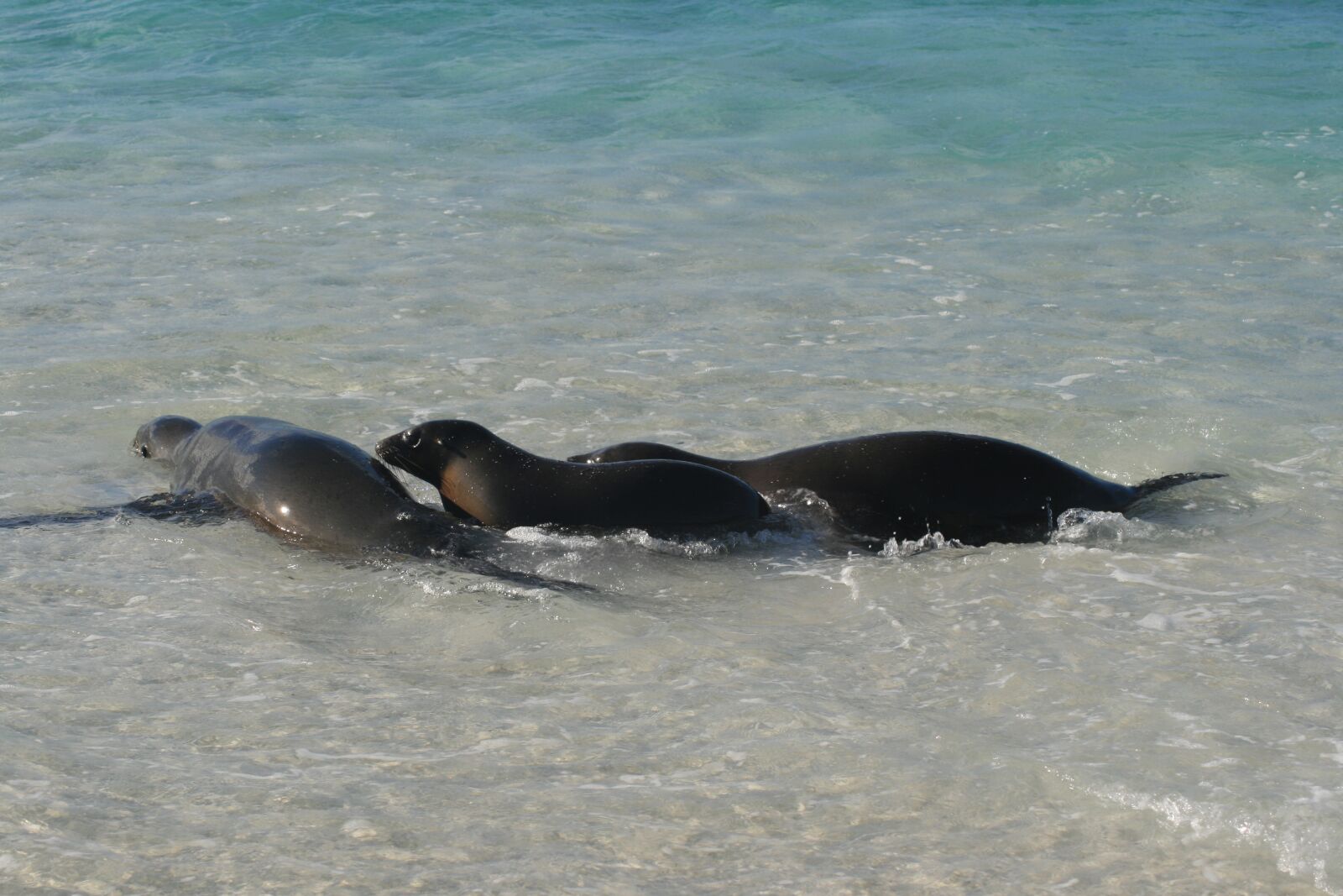 Canon EOS 400D (EOS Digital Rebel XTi / EOS Kiss Digital X) sample photo. Galapagos, seals, seal photography
