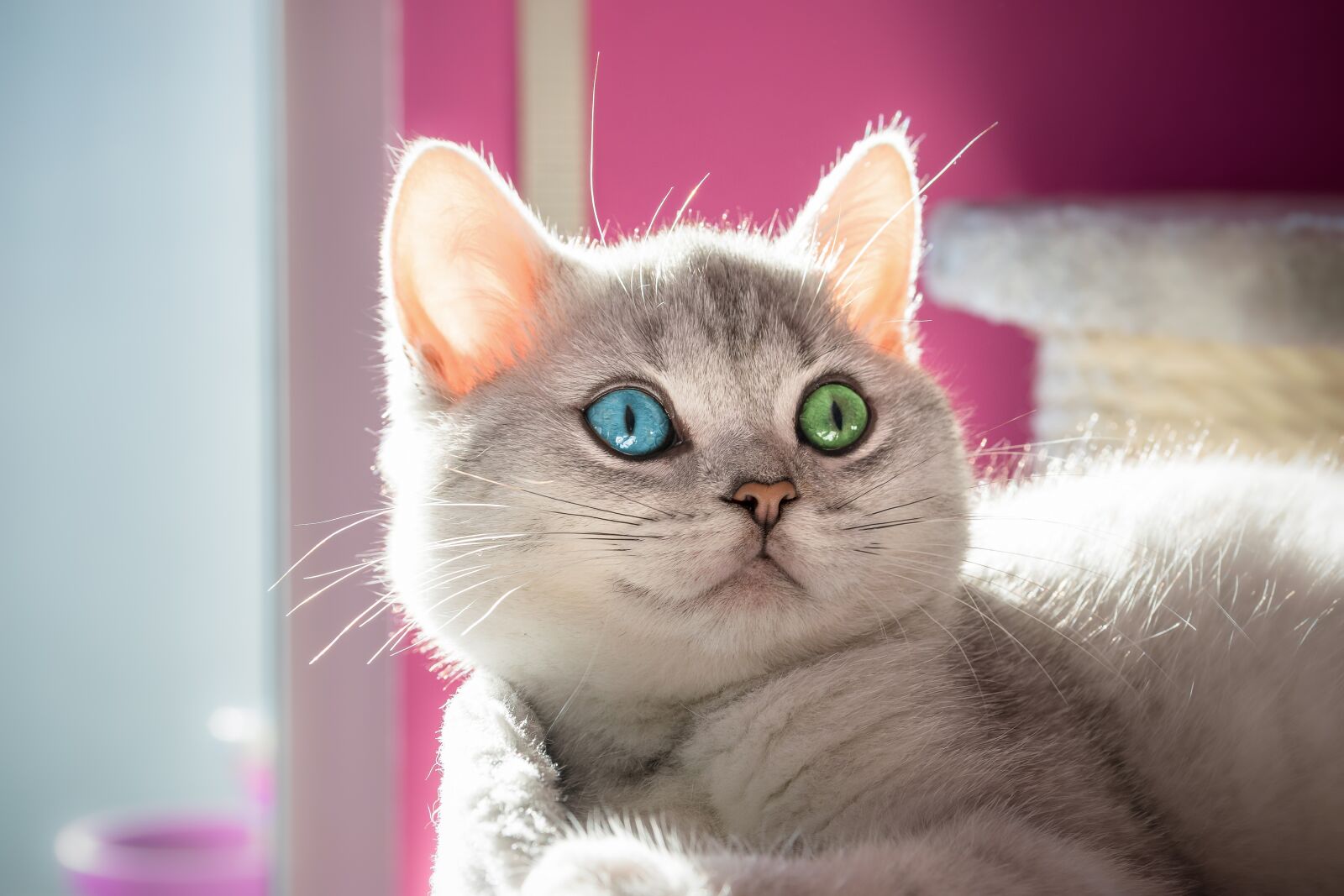 Nikon D5300 sample photo. Cat, cat face, kitten photography