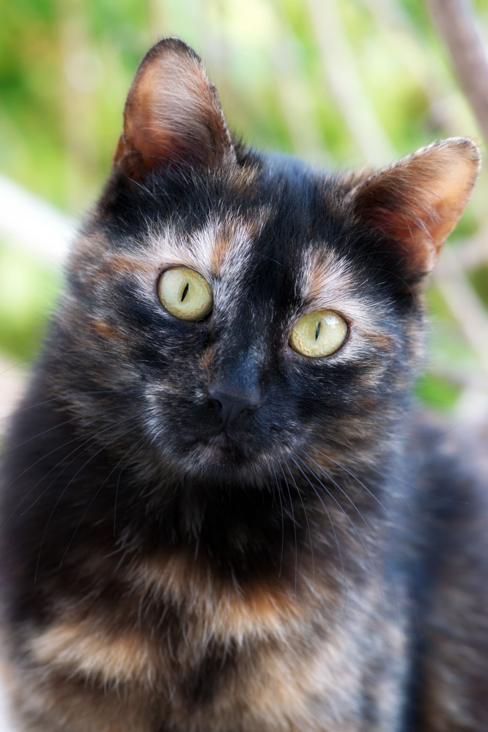 Nikon D5300 sample photo. Cat, pet, domestic photography