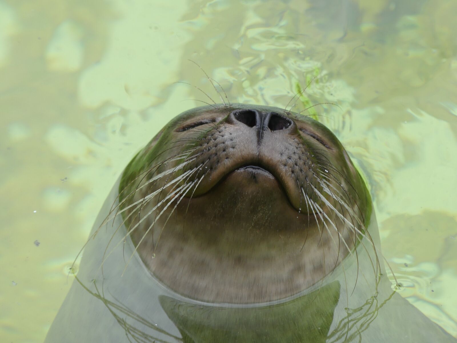 Panasonic Lumix DMC-FZ300 sample photo. Leopard seal, robbe, beard photography