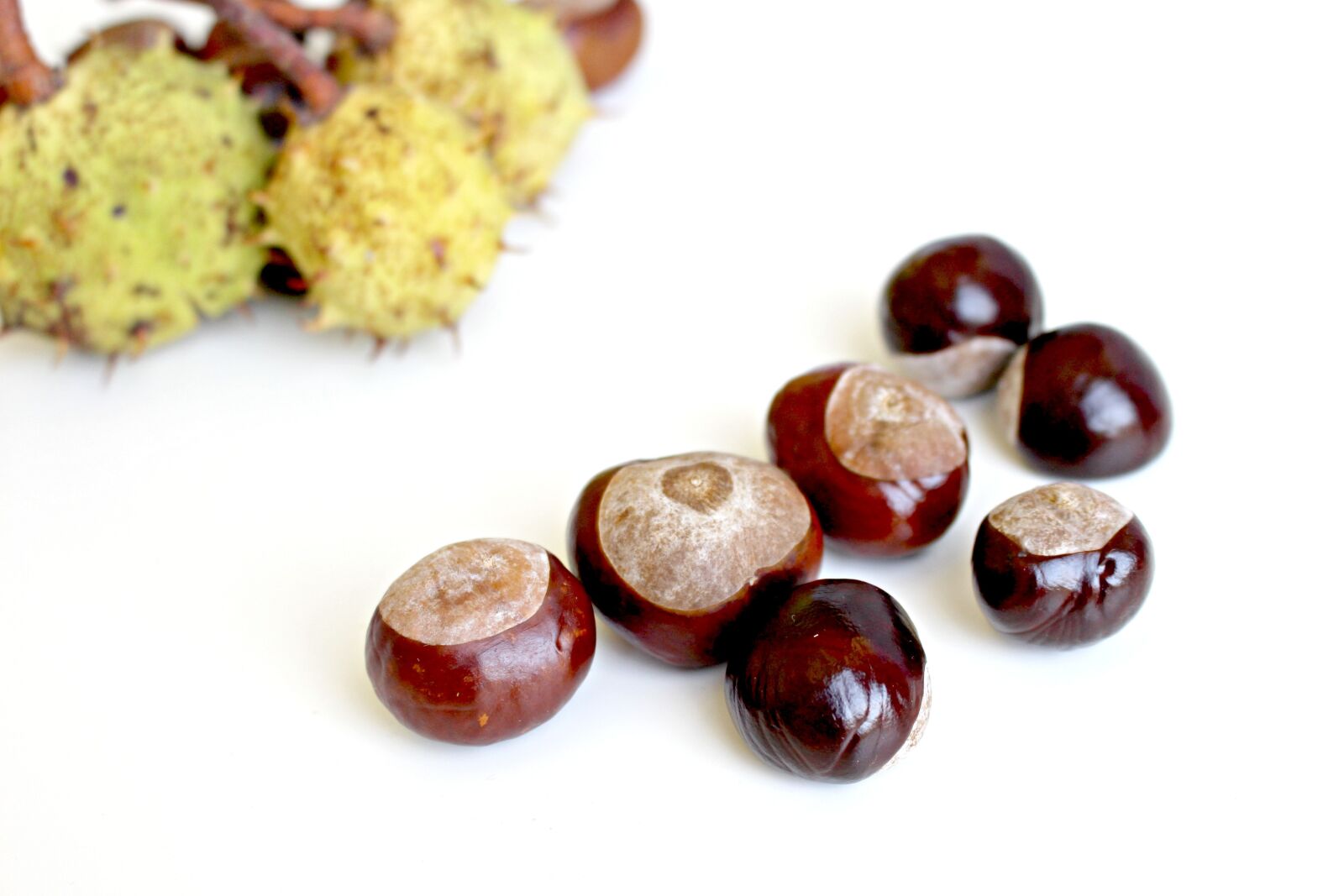 Canon EOS 700D (EOS Rebel T5i / EOS Kiss X7i) sample photo. Chestnut, autumn, nature photography