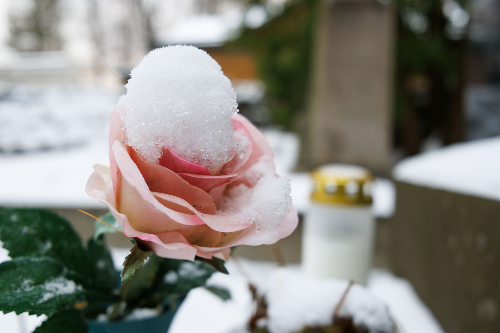 Tamron 11-20mm F2.8 Di III-A RXD sample photo. Snow covered rose photography