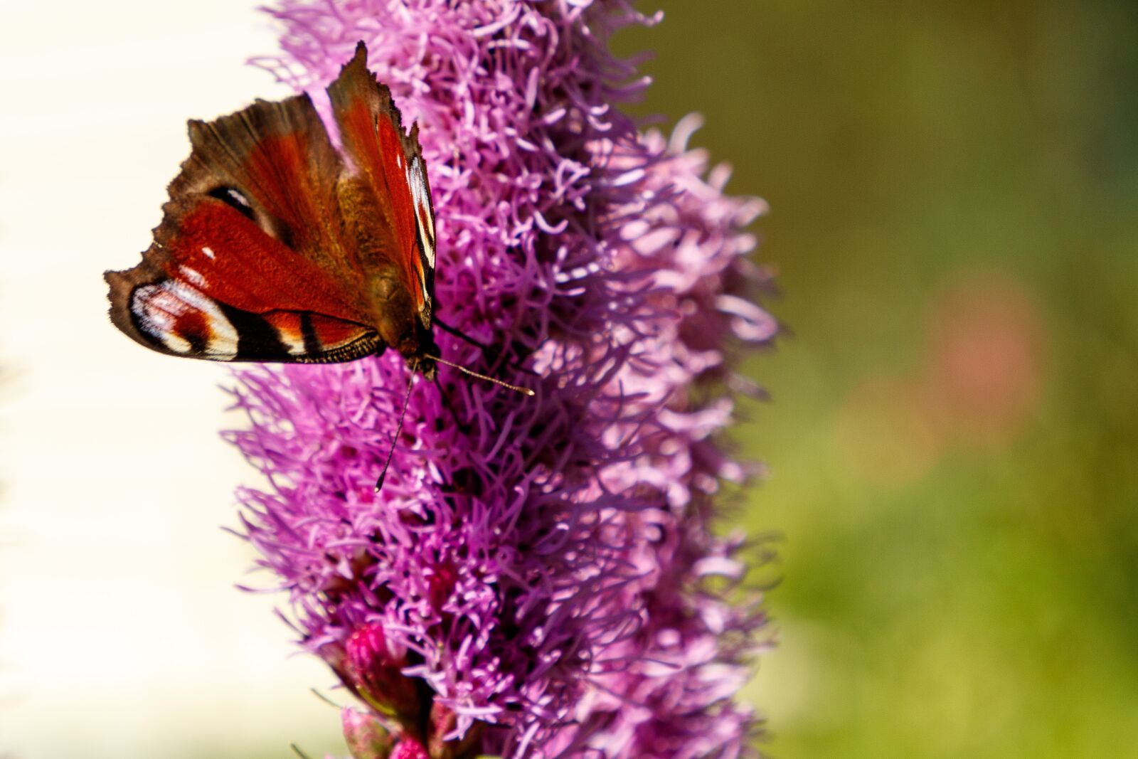 Canon EF 24-105mm F4L IS II USM sample photo. Flower, butterfly, insect photography