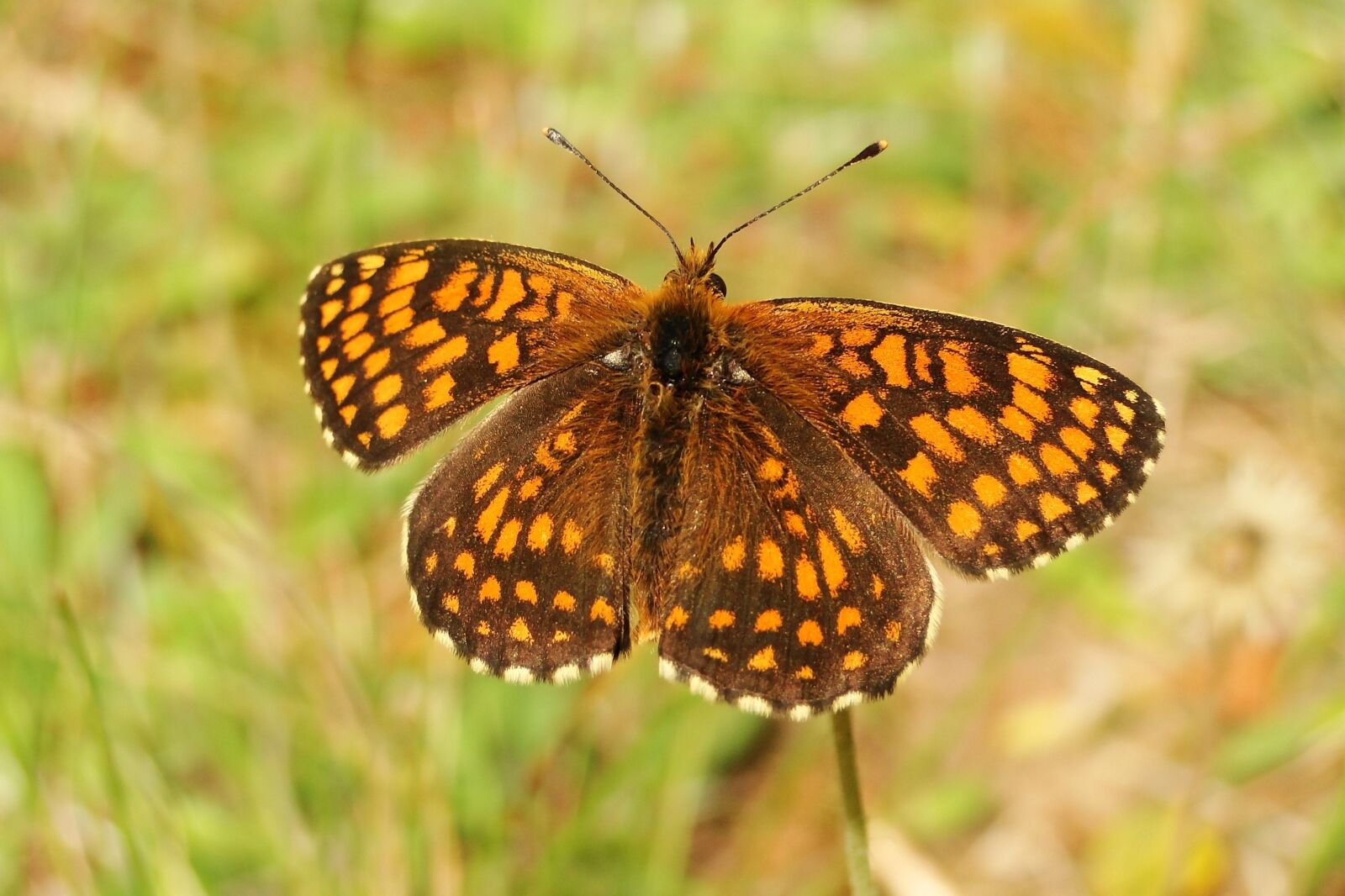 Sony Cyber-shot DSC-HX1 sample photo. Butterfly day, nature, insect photography