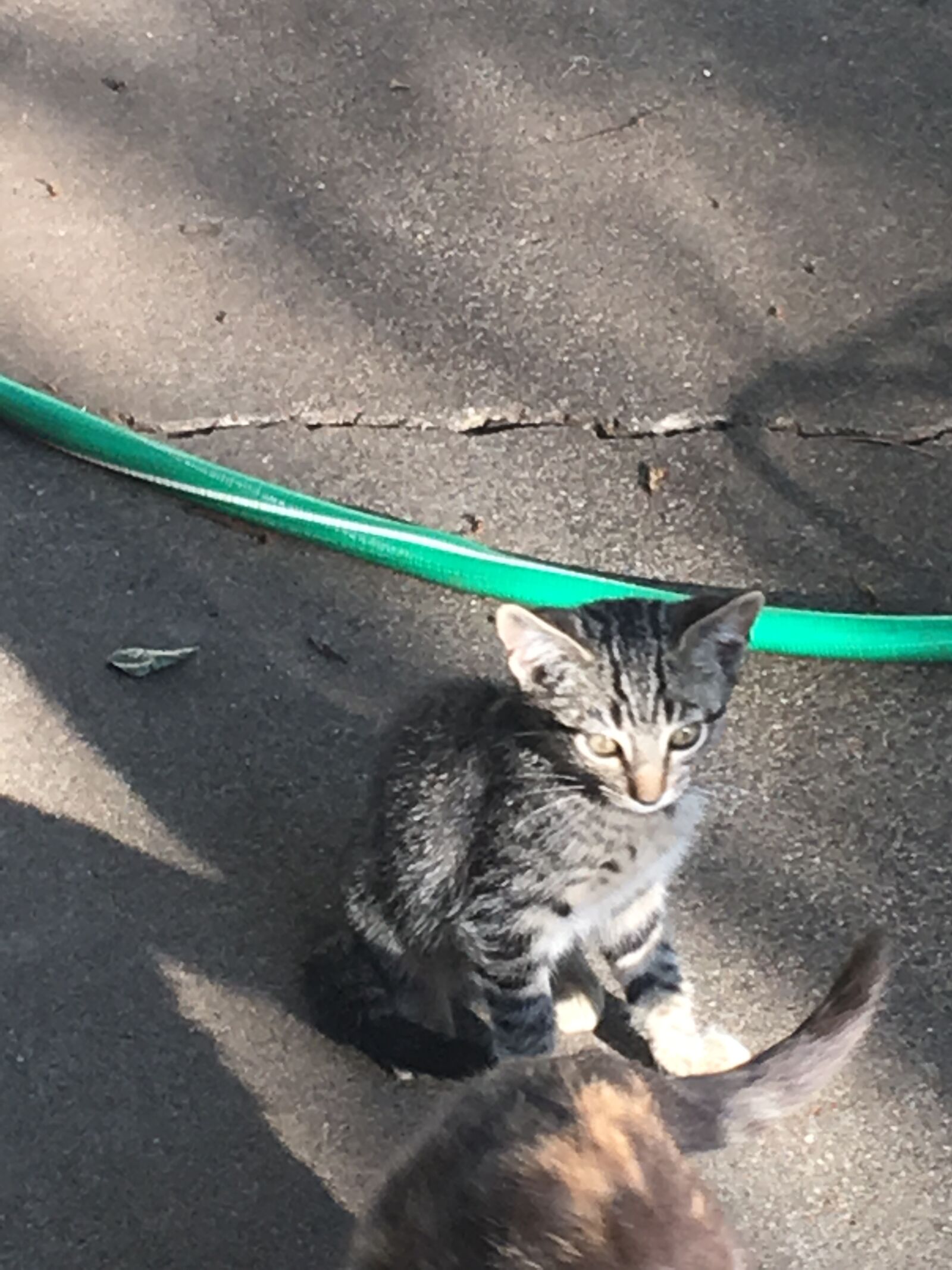 iPhone 6s Plus back camera 4.15mm f/2.2 sample photo. Pretty, surprised, kitty photography