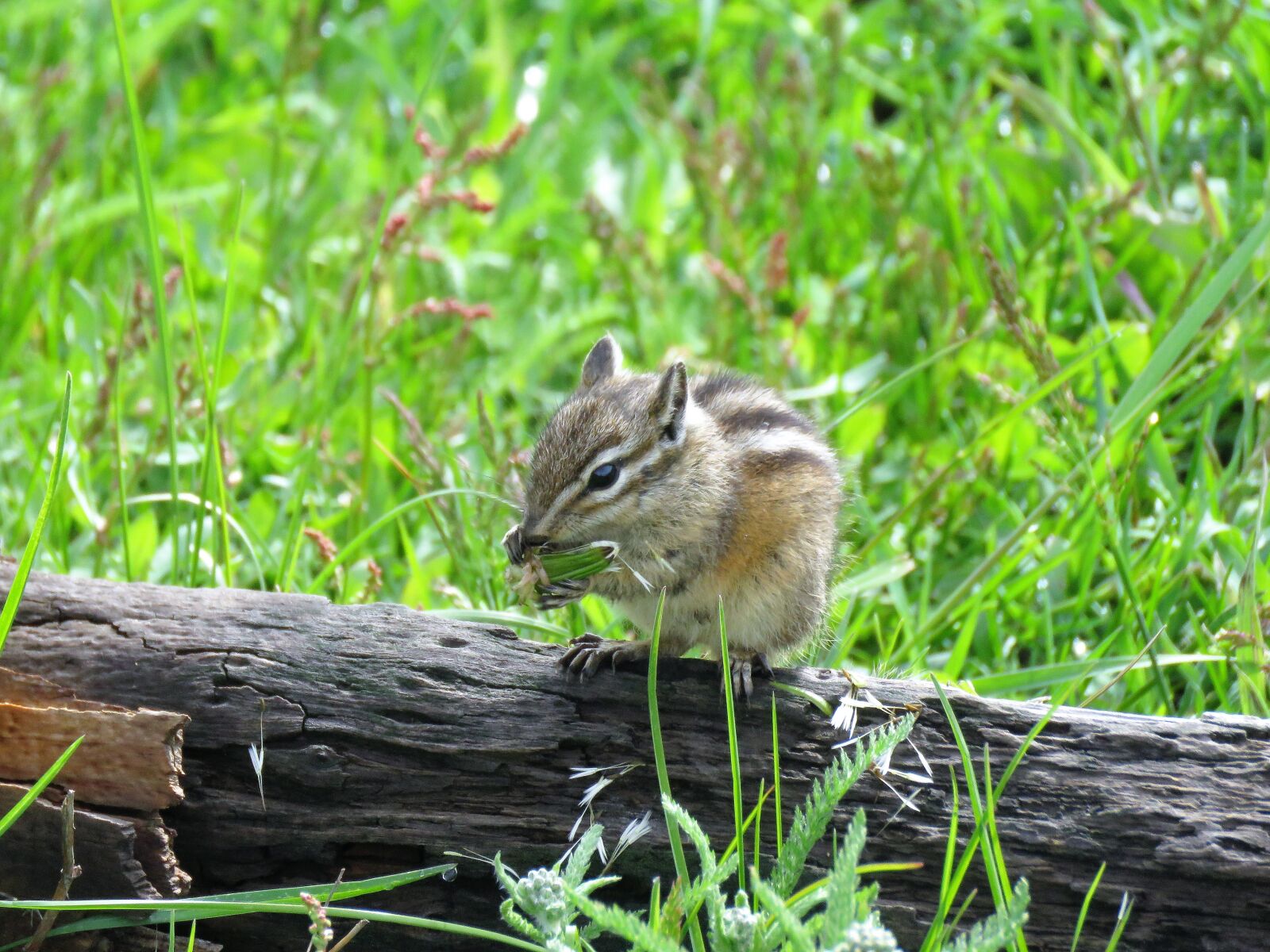 Canon PowerShot SX60 HS sample photo. Chipmunk, rodent, hiking photography