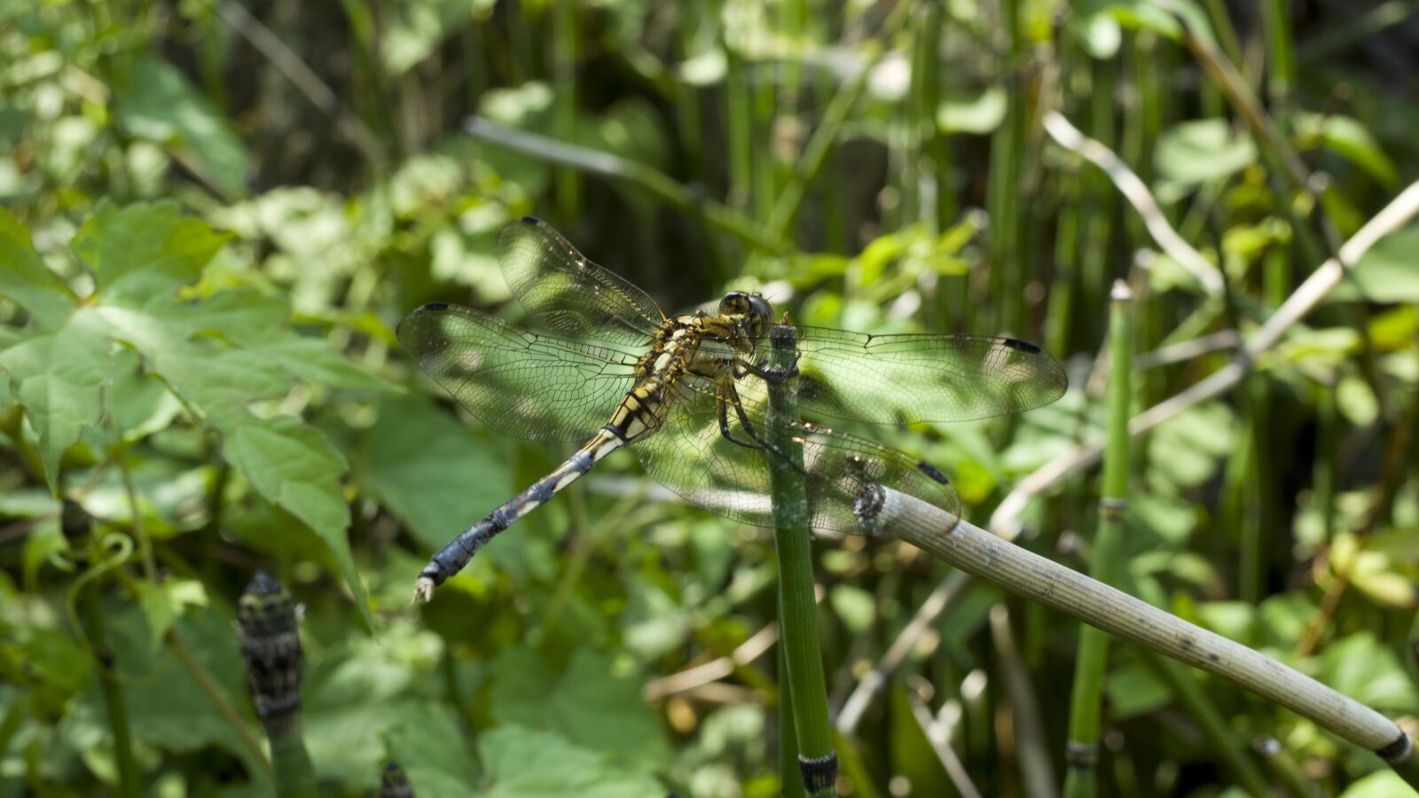 Ricoh GR II + GR Lens sample photo. Dragonfly, summer, insect photography