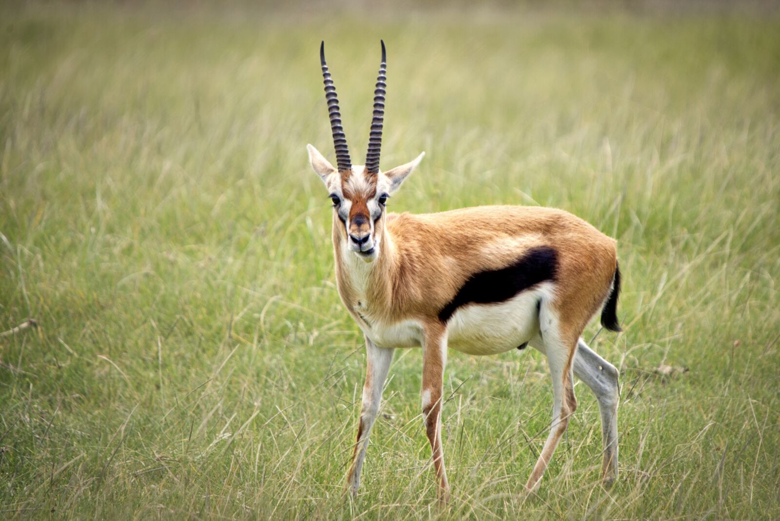 Nikon D3S sample photo. Animal, gazelle, wild photography