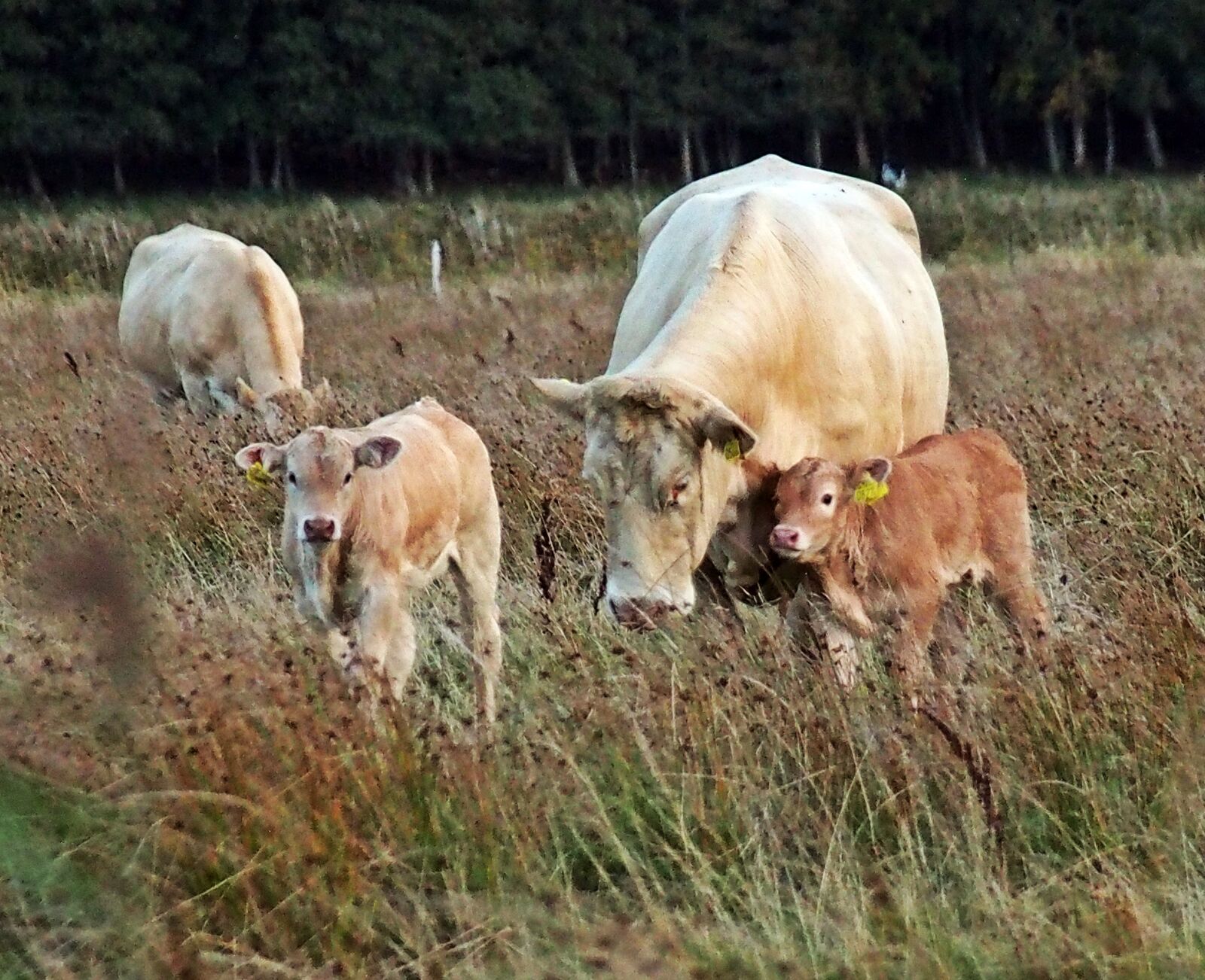 Olympus Zuiko Digital ED 40-150mm F4.0-5.6 sample photo. Cows, countryside, summer meadow photography