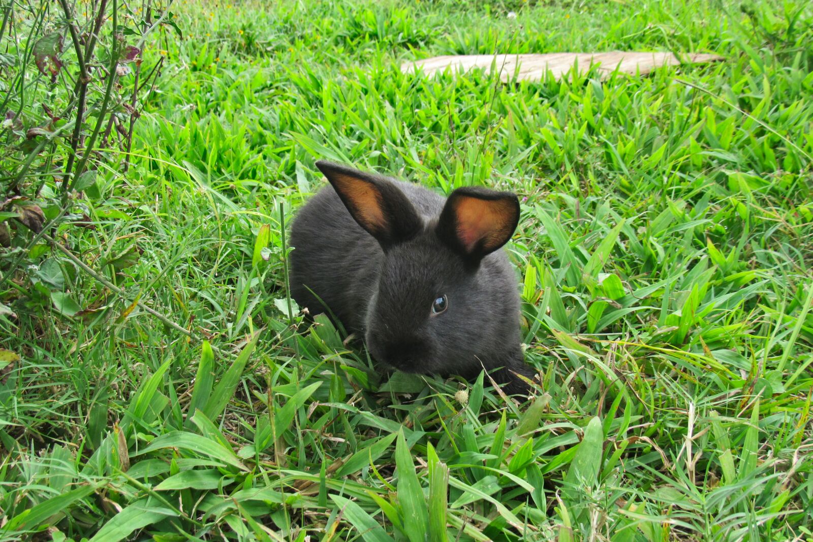 Canon PowerShot SX530 HS sample photo. Rabbit, bunny, grass photography