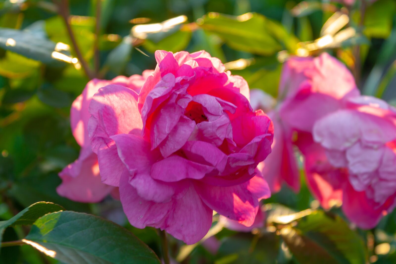 Canon EOS 450D (EOS Rebel XSi / EOS Kiss X2) sample photo. Flowers, roses, nature photography