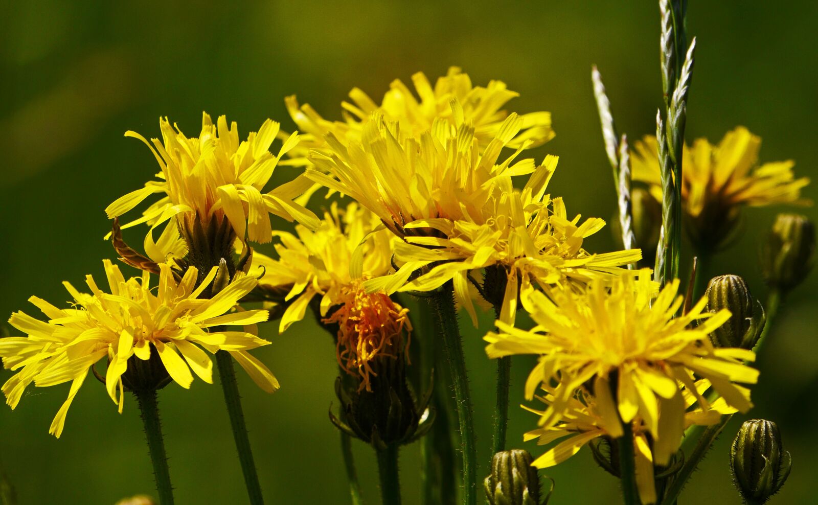 Panasonic Lumix DMC-GH3 sample photo. Wild flowers, bush, shrub photography