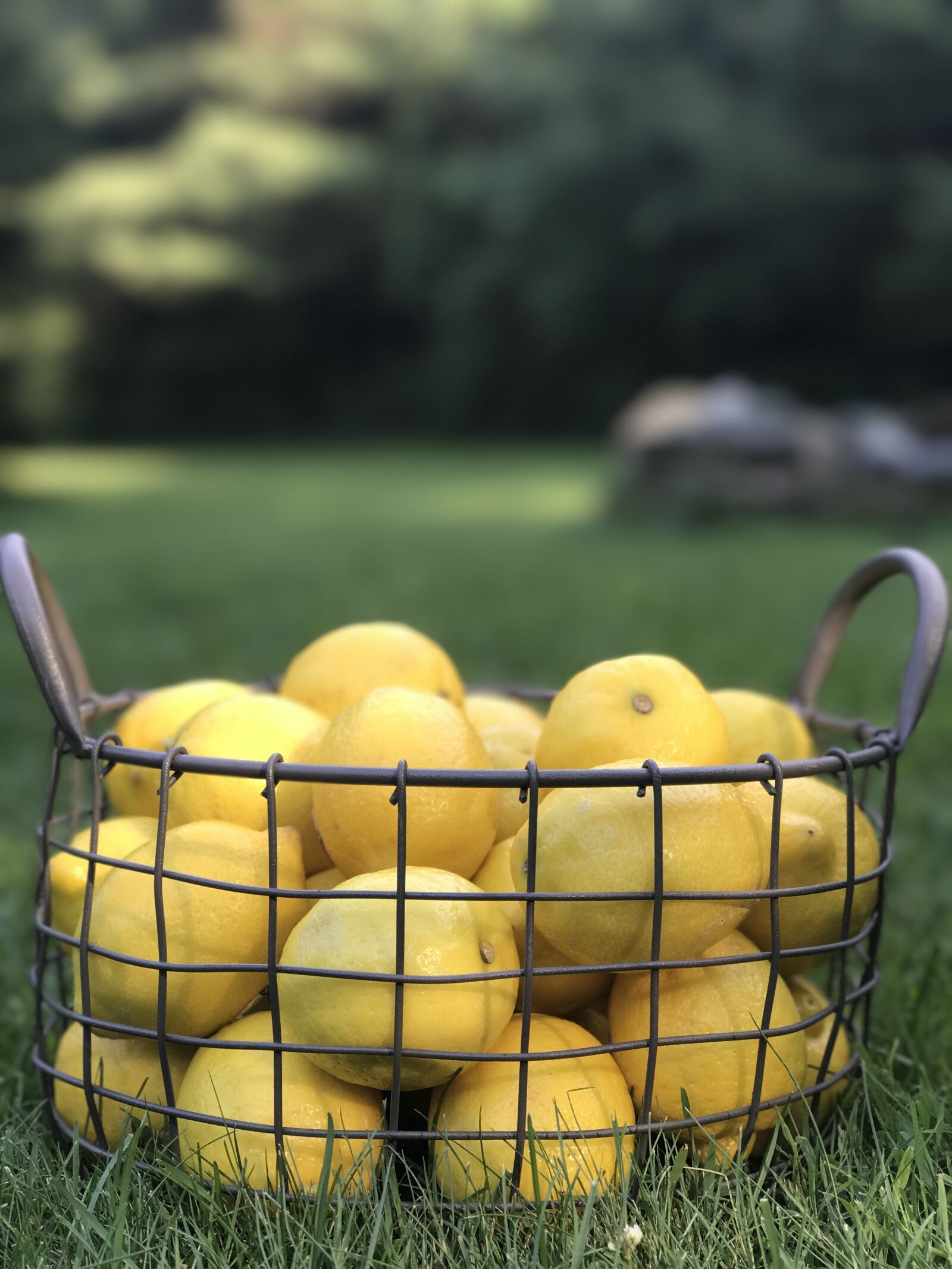 iPhone 7 Plus back dual camera 6.6mm f/2.8 sample photo. Lemon, yellow, fresh photography
