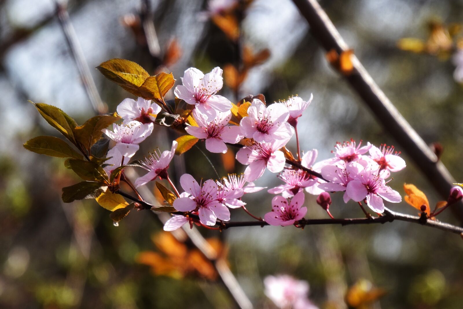 Nikon D5500 sample photo. Blossoms, pink, spring photography