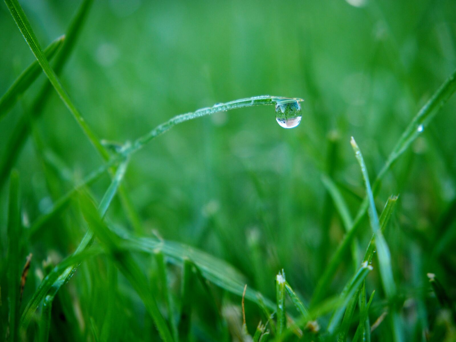Olympus OM-D E-M10 sample photo. Dewdrop, drop of water photography