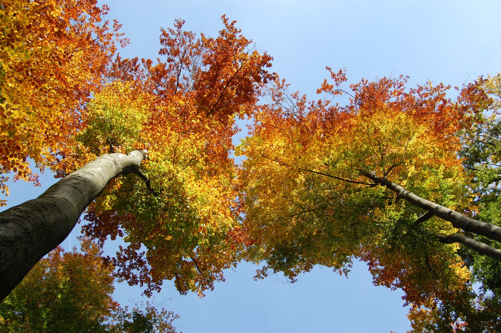 Nikon D40 sample photo. Autumn, leaves, golden autumn photography