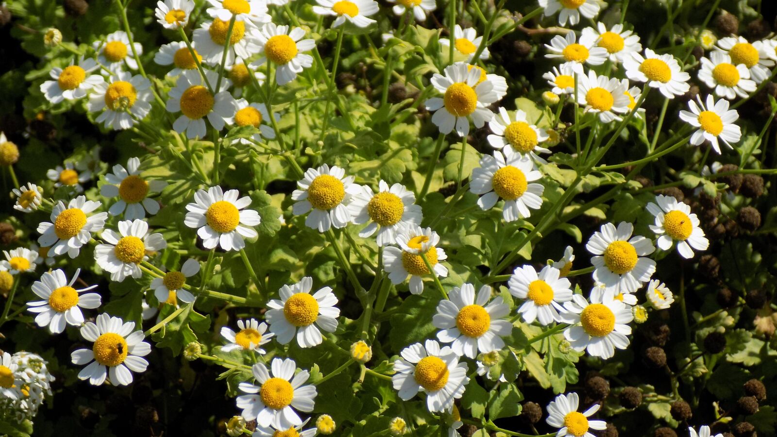Nikon COOLPIX L330 sample photo. Chamomile, flowers, summer photography