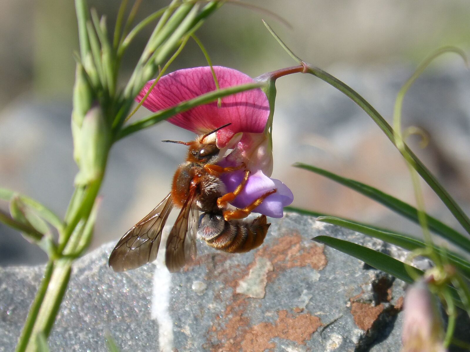 Panasonic DMC-FZ62 sample photo. Red bee, rhodanthidium sticticum photography