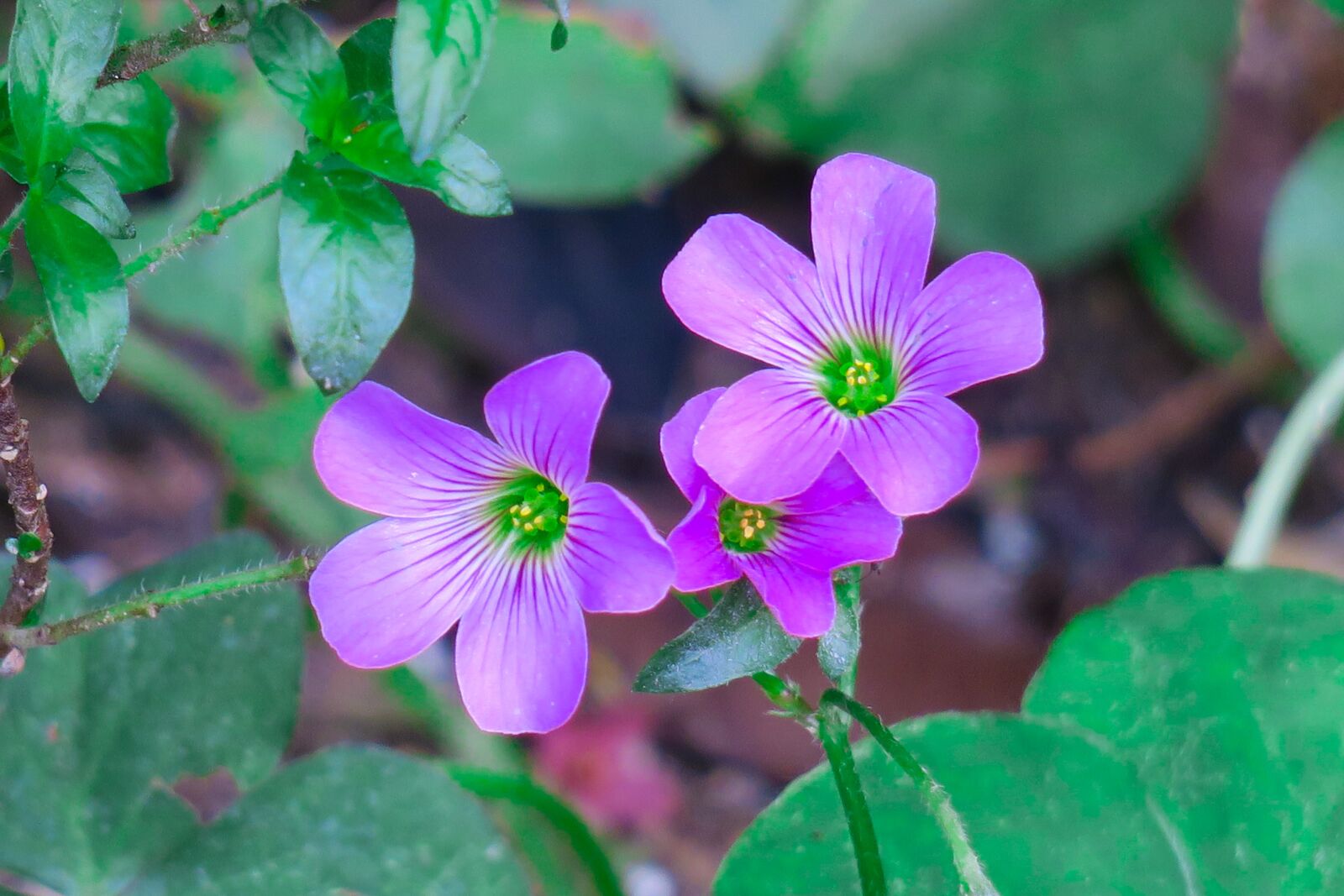 Canon PowerShot G3 X sample photo. Shamrock, hong kong, clover photography