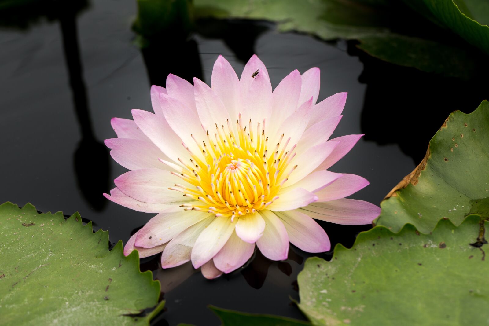 Canon EF 100mm F2.8L Macro IS USM sample photo. Water lily, nuphar lutea photography