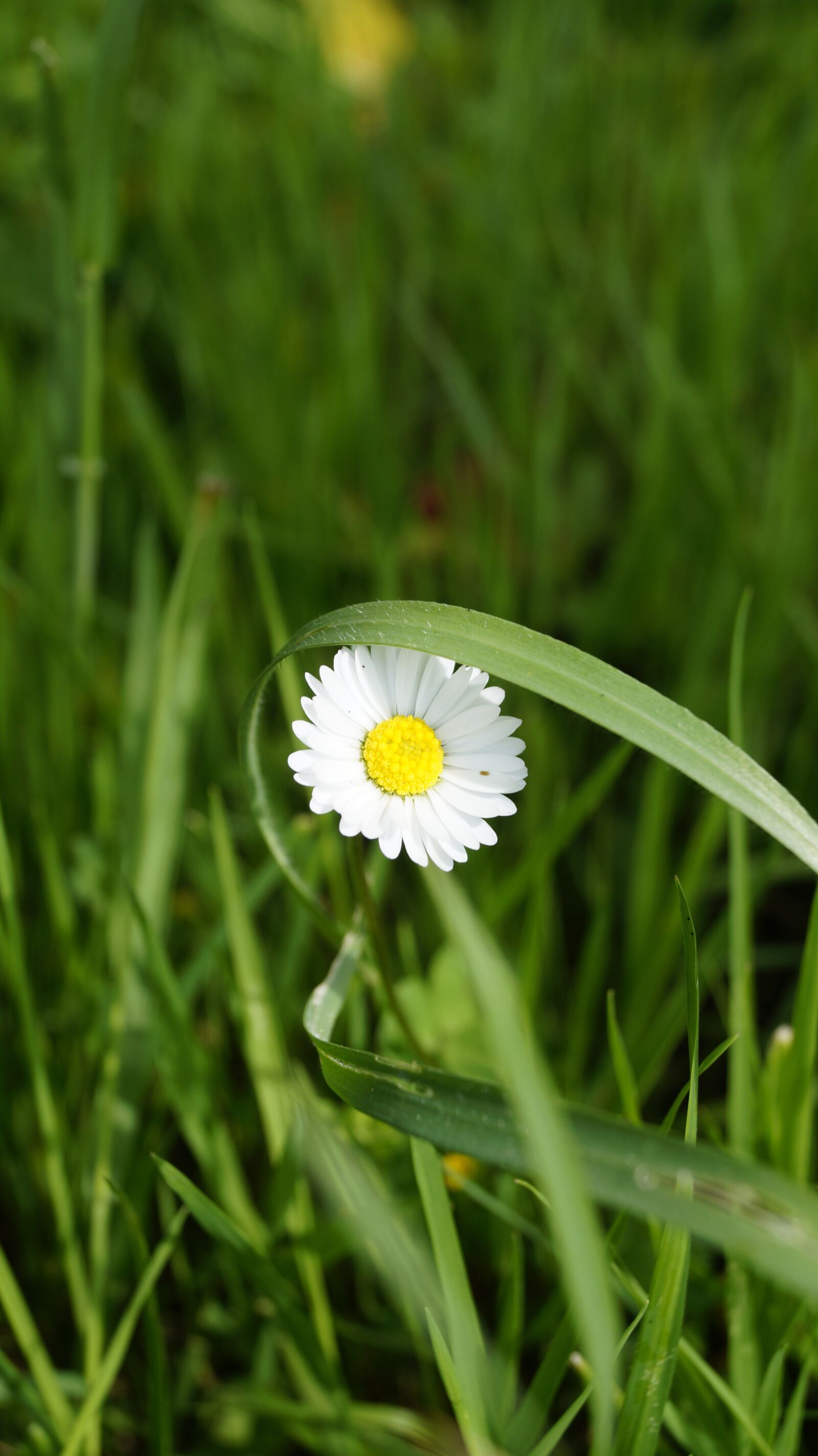 Sony DT 18-55mm F3.5-5.6 SAM II sample photo. Flower, daisy, grass photography